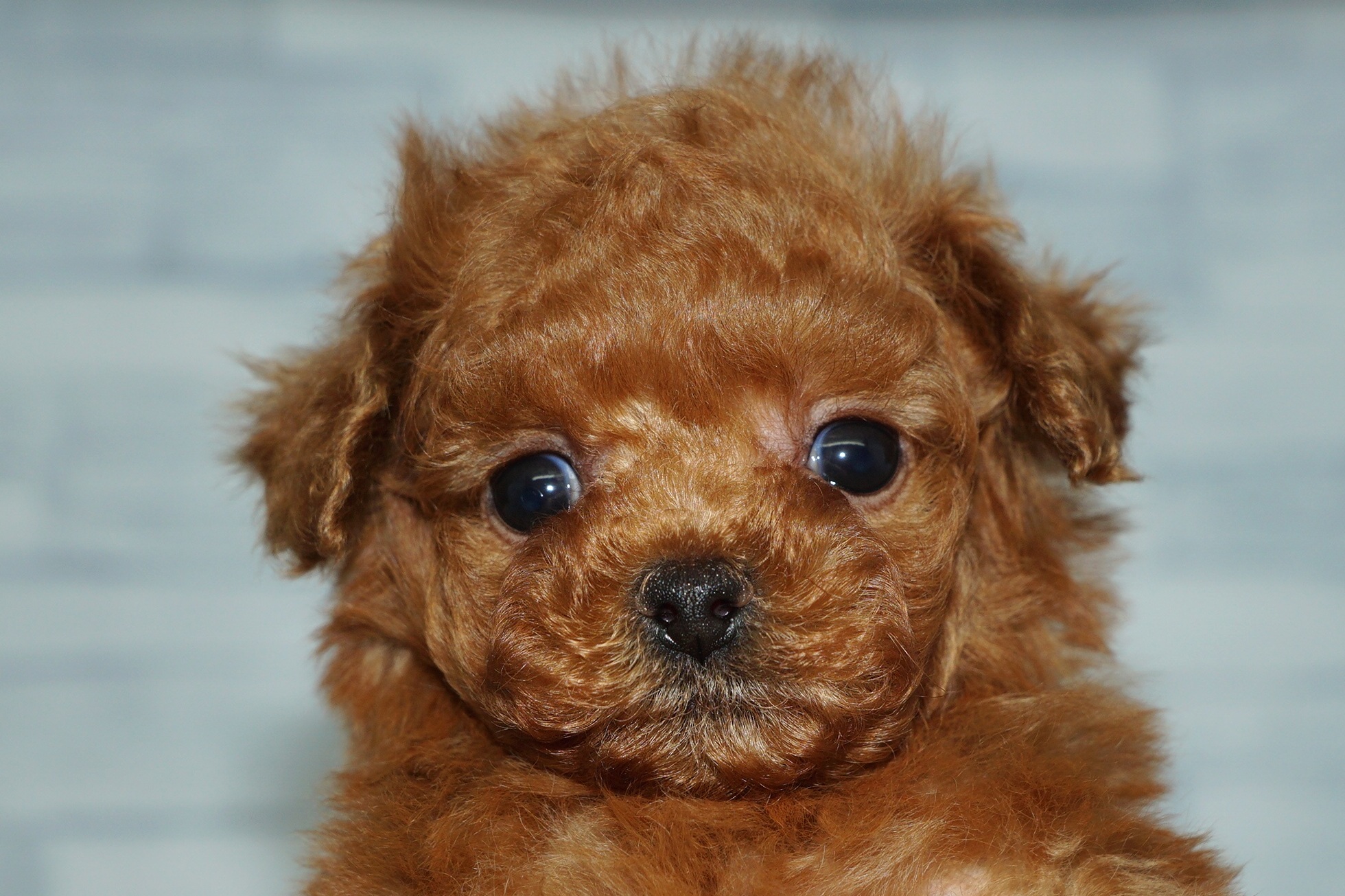 神奈川県のトイプードル(トイ) (きくちペット湘南平塚店/2025年11月5日生まれ/女の子/レッド)の子犬の1枚目の画像