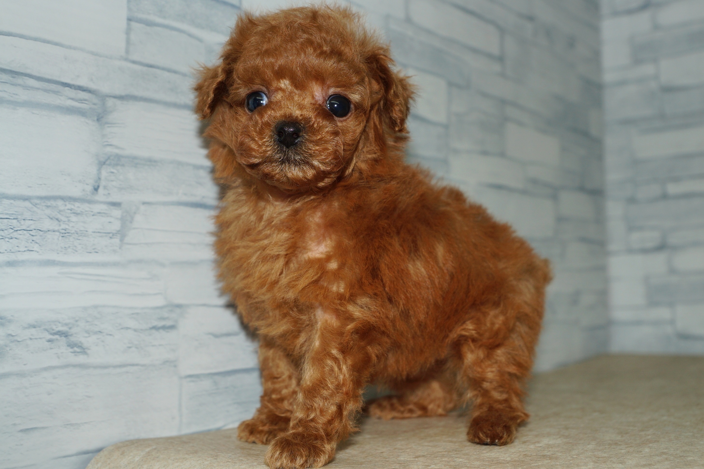 神奈川県のトイプードル(トイ) (きくちペット湘南平塚店/2025年11月5日生まれ/女の子/レッド)の子犬の4枚目の画像