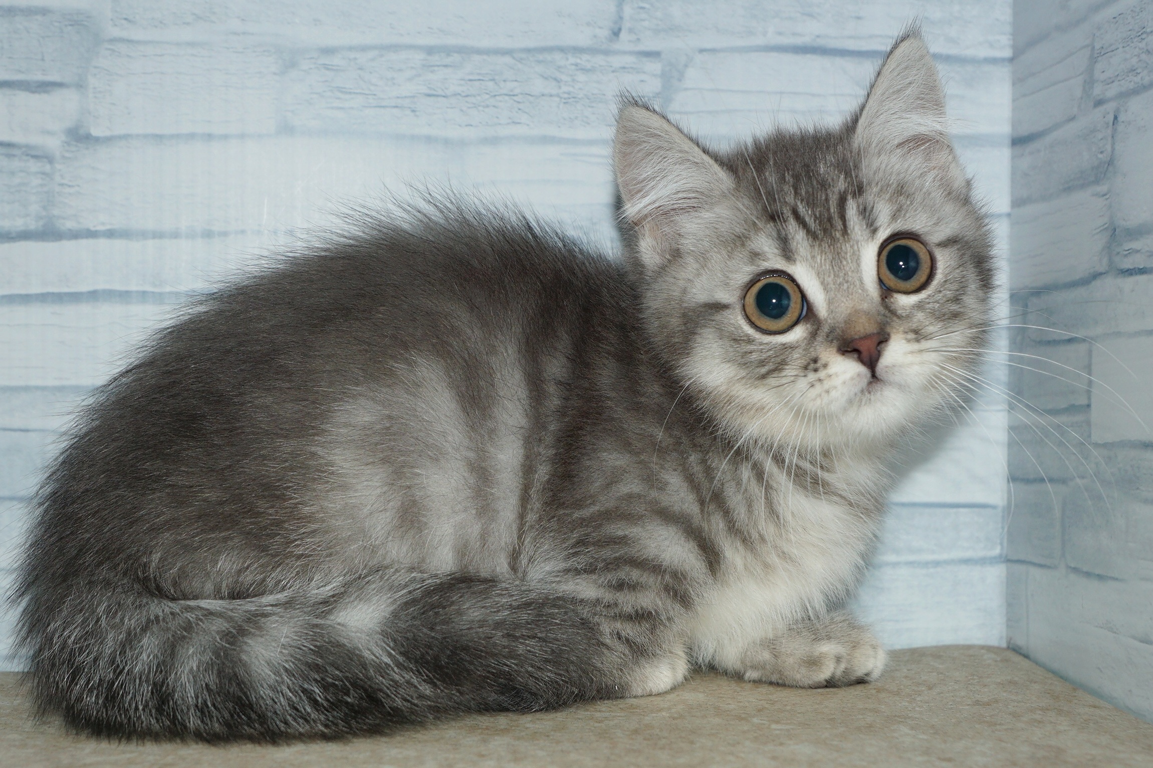 神奈川県のマンチカン (きくちペット湘南平塚店/2025年10月7日生まれ/男の子/ブルータビー)の子猫の3枚目の画像