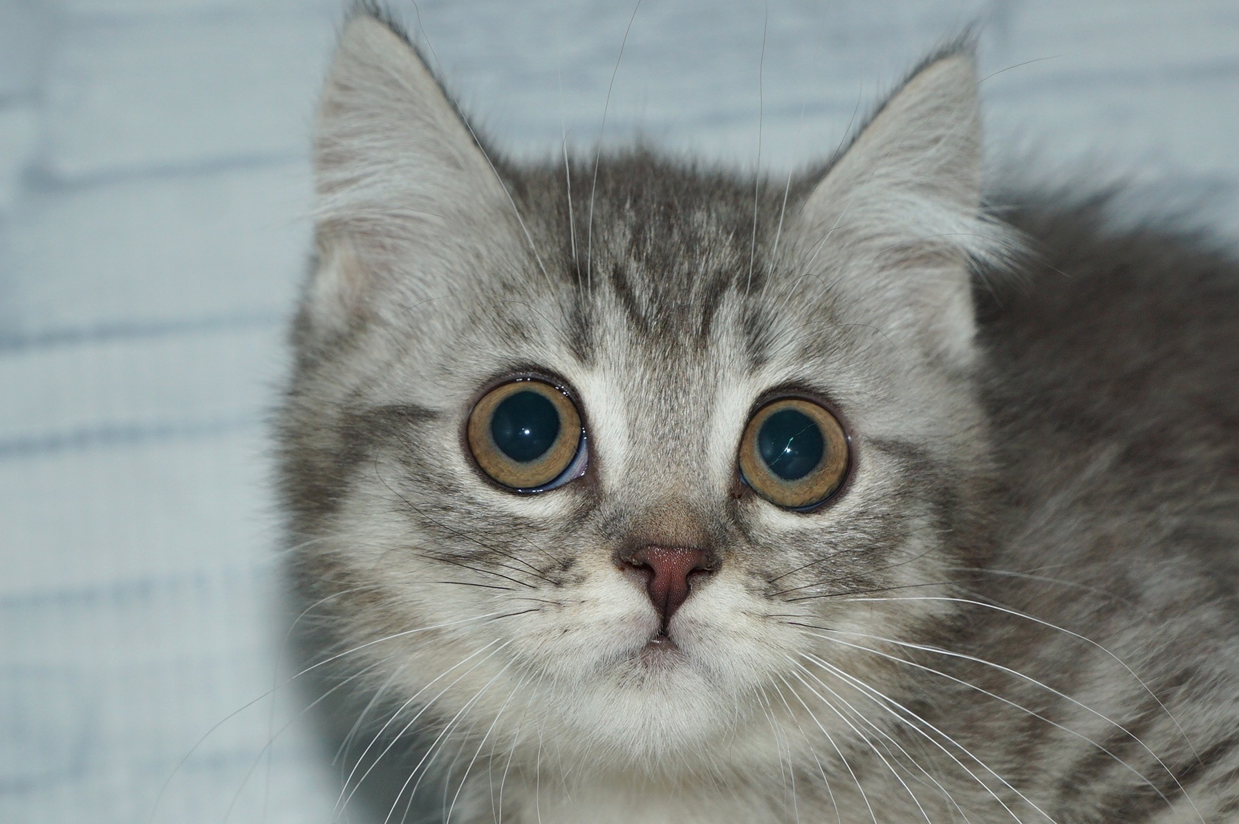 神奈川県のマンチカン (きくちペット湘南平塚店/2025年10月7日生まれ/男の子/ブルータビー)の子猫の1枚目の画像