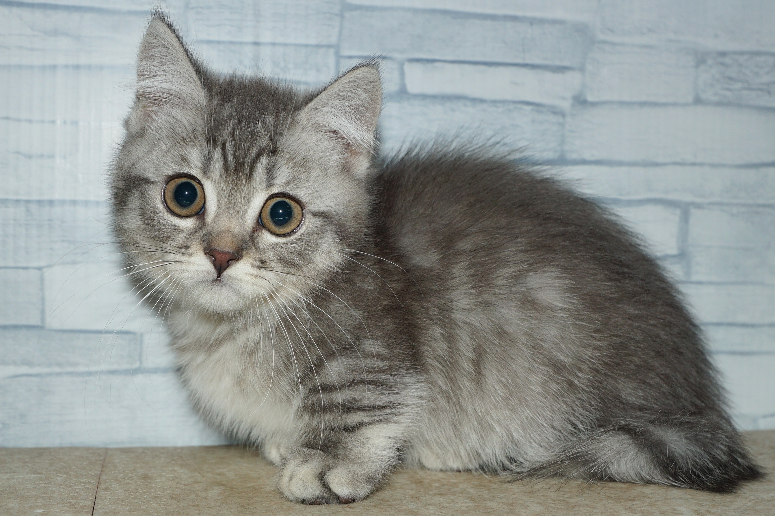 神奈川県のマンチカン (きくちペット湘南平塚店/2025年10月7日生まれ/男の子/ブルータビー)の子猫の4枚目の画像