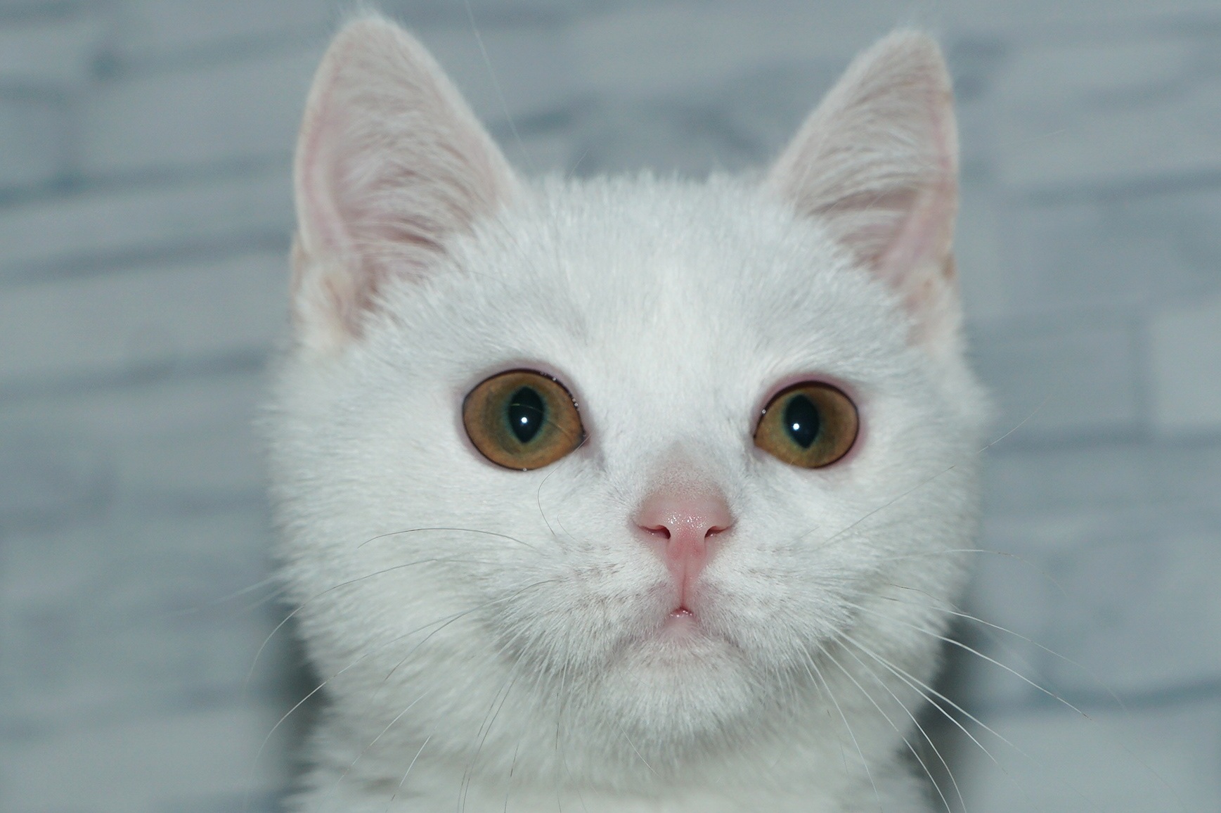 2025年10月7日生まれのマンチカン
