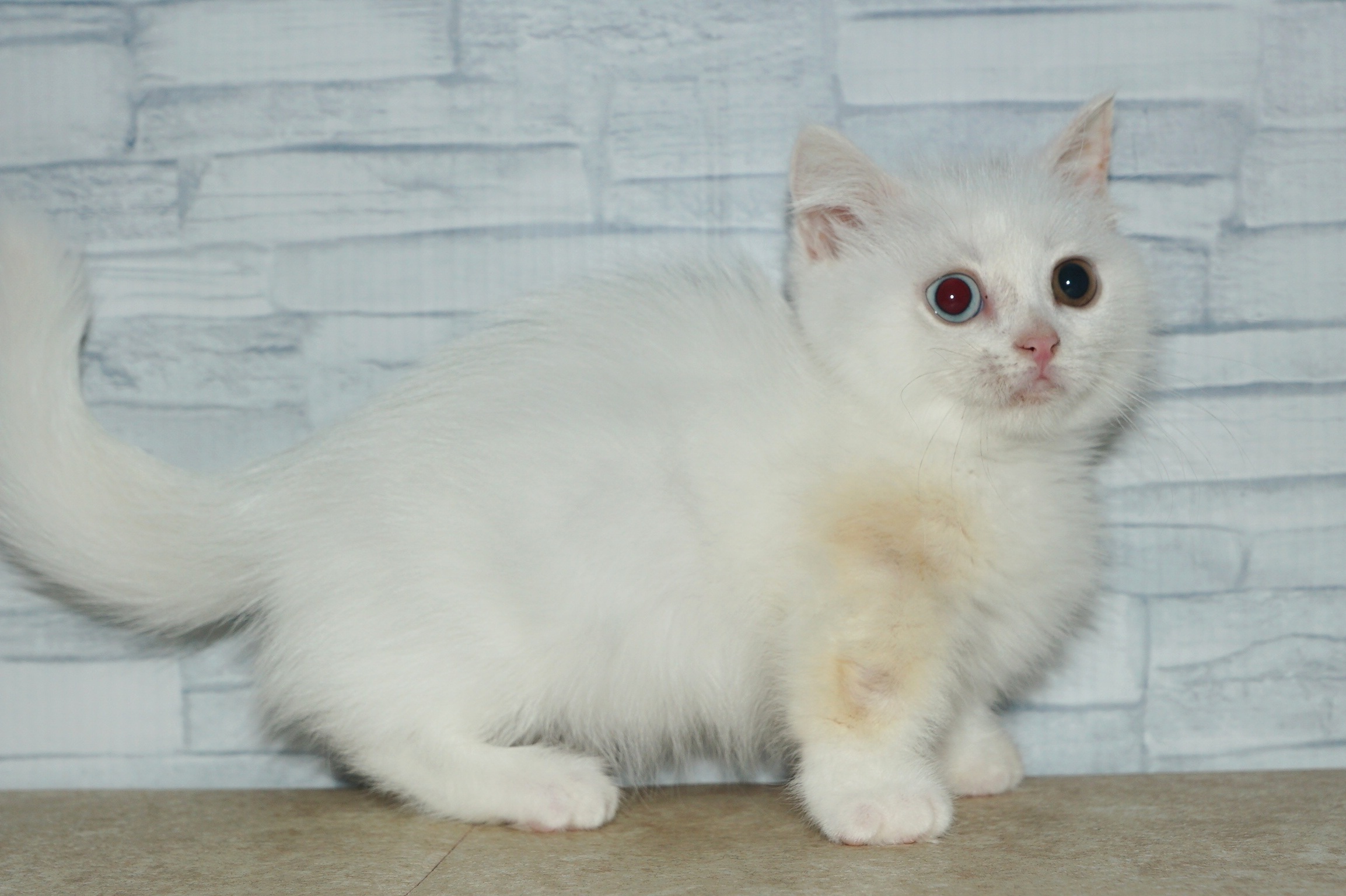 神奈川県のマンチカン (きくちペット湘南平塚店/2025年10月7日生まれ/女の子/ホワイト　　オッドアイ)の子猫の3枚目の画像