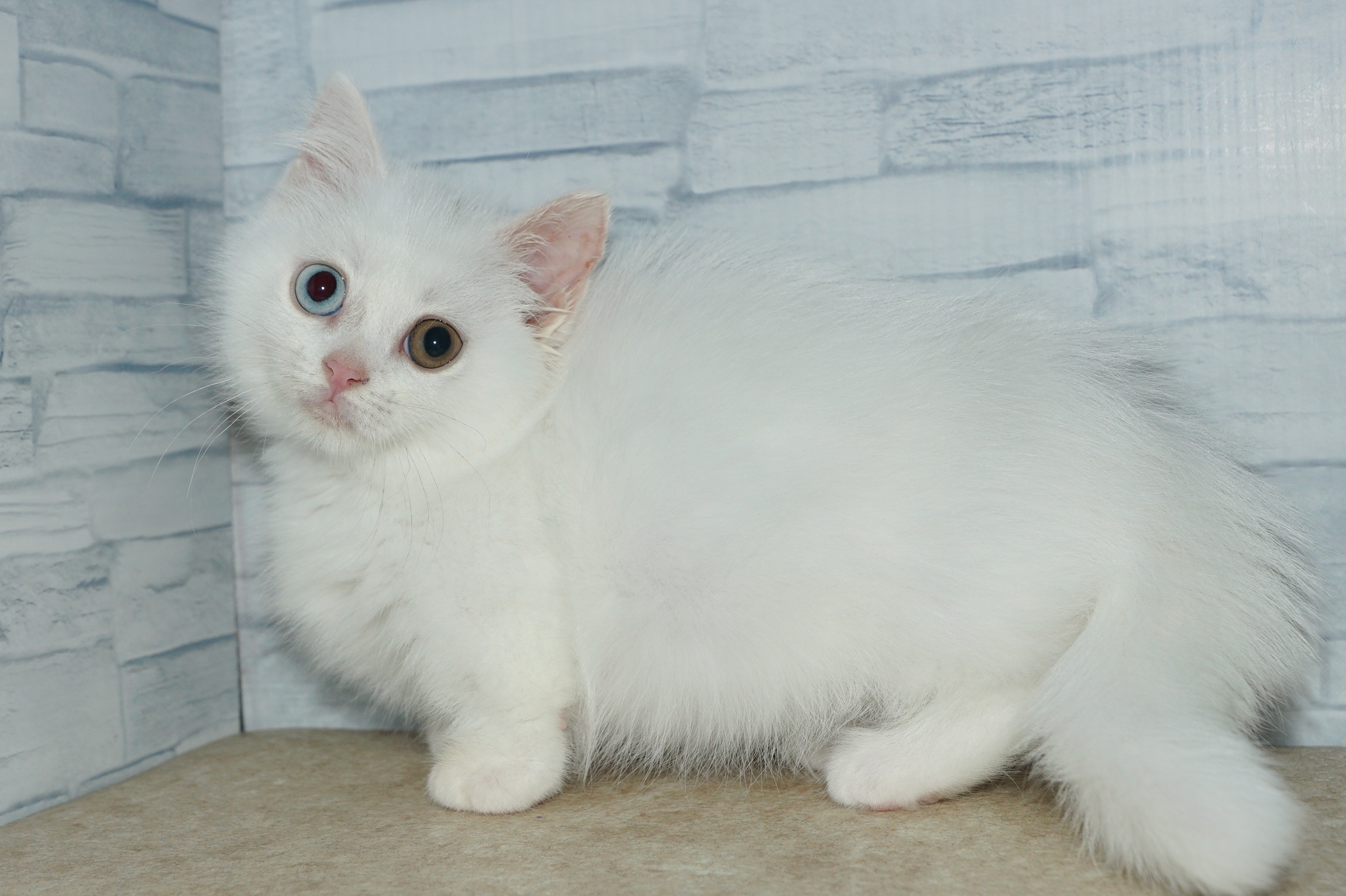 神奈川県のマンチカン (きくちペット湘南平塚店/2025年10月7日生まれ/女の子/ホワイト　　オッドアイ)の子猫の2枚目の画像