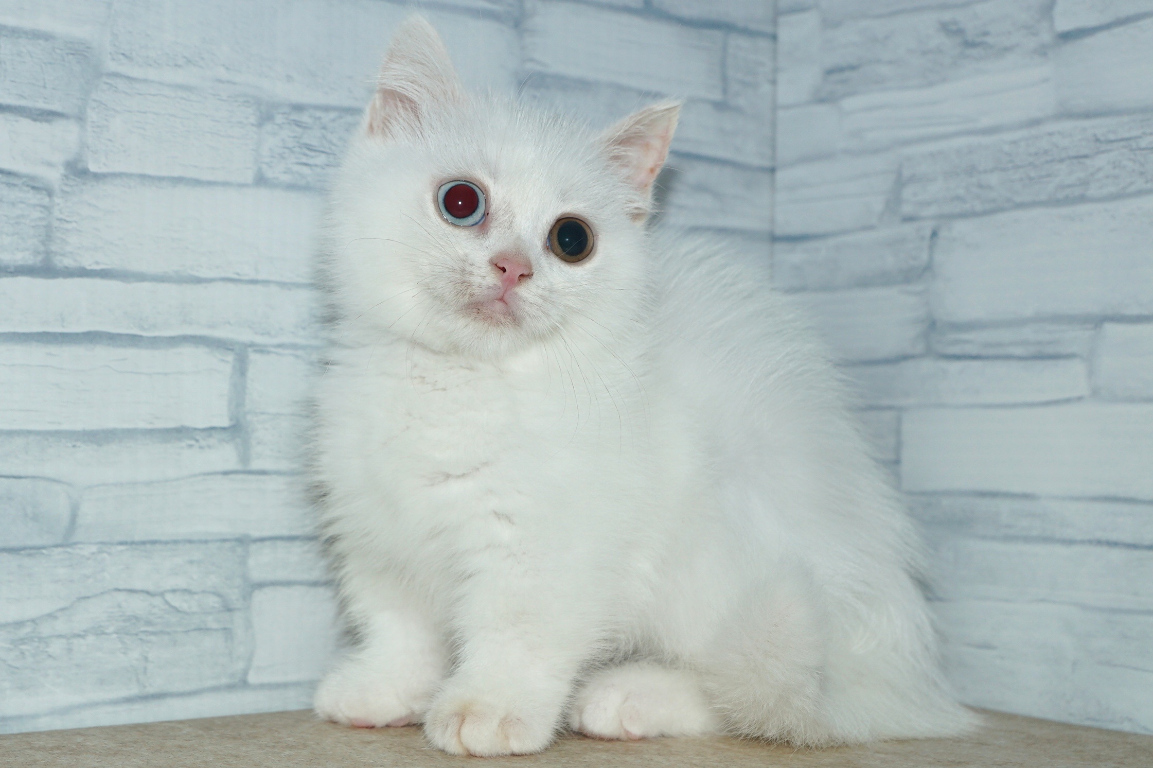 神奈川県のマンチカン (きくちペット湘南平塚店/2025年10月7日生まれ/女の子/ホワイト　　オッドアイ)の子猫の4枚目の画像