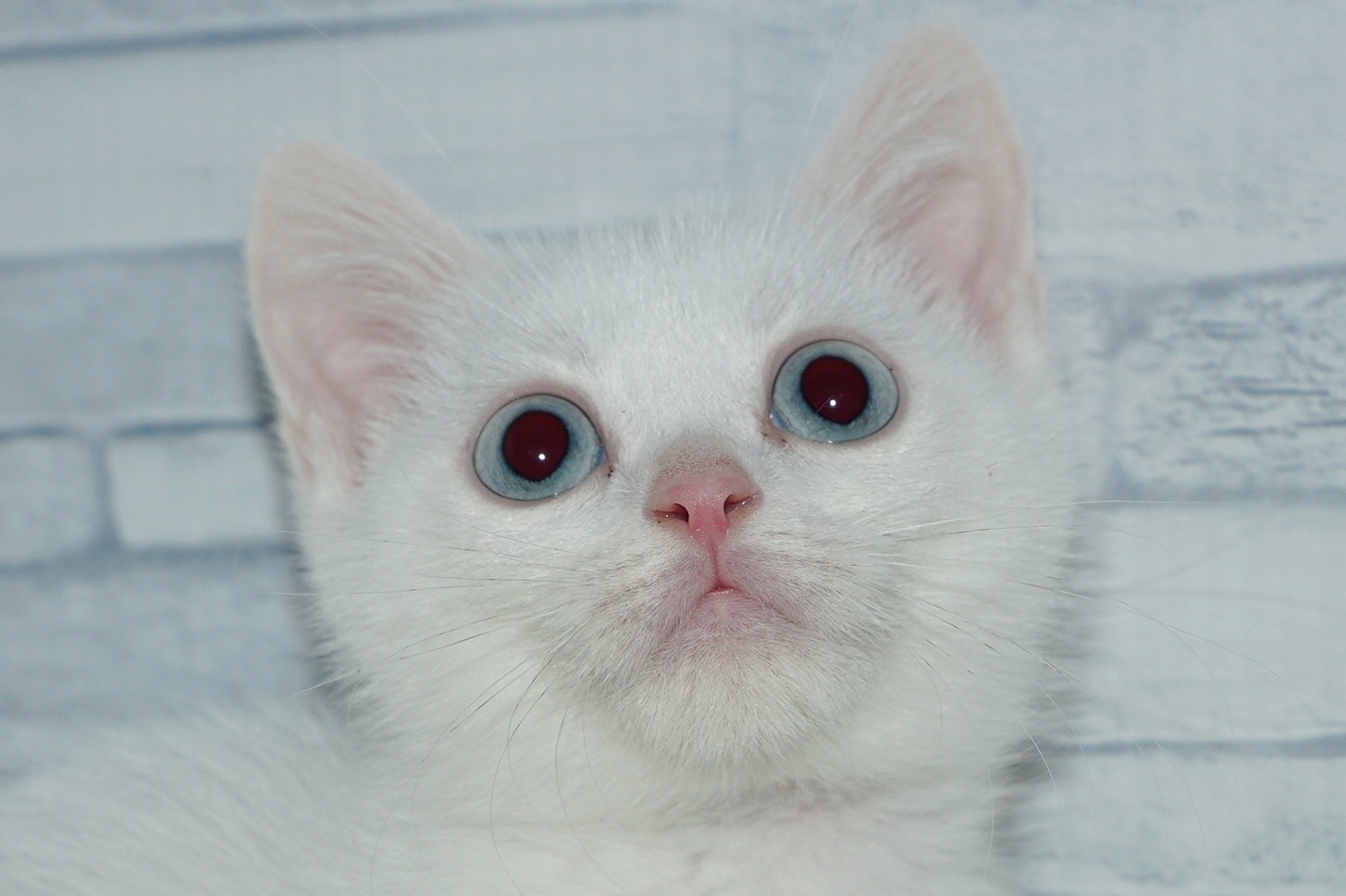 神奈川県のマンチカン (きくちペット湘南平塚店/2025年10月7日生まれ/女の子/ホワイト)の子猫の1枚目の画像