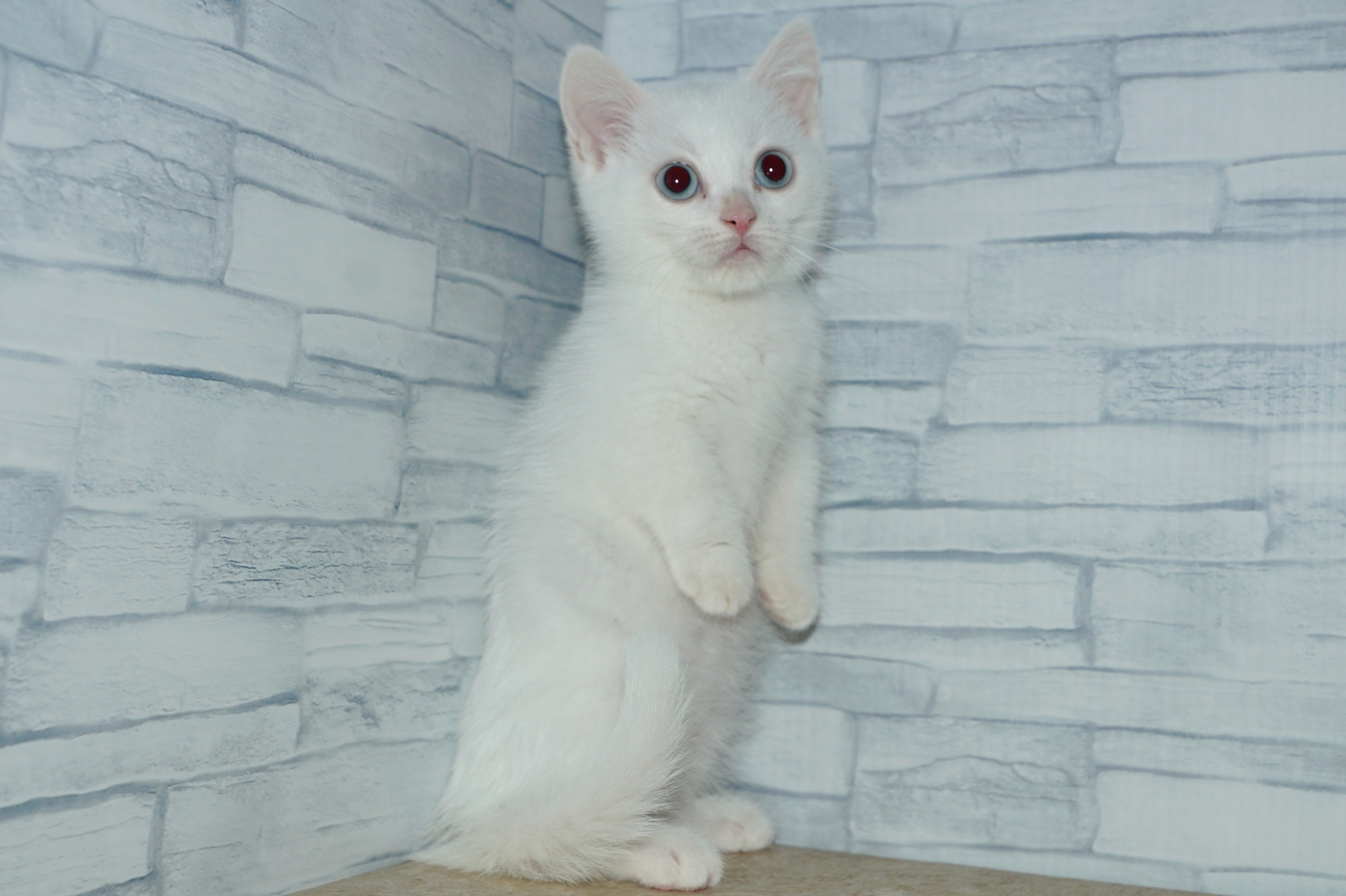 神奈川県のマンチカン (きくちペット湘南平塚店/2025年10月7日生まれ/女の子/ホワイト)の子猫の2枚目の画像