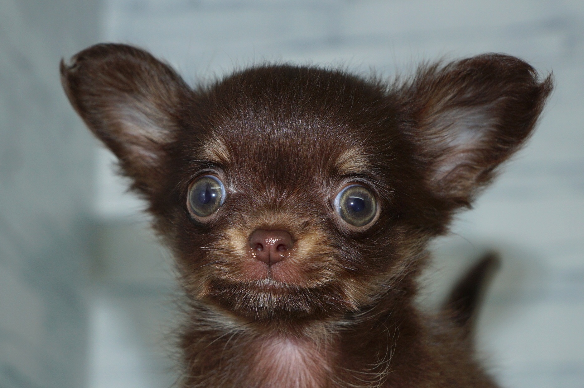 神奈川県のチワワ(ロング) (きくちペット湘南平塚店/2025年10月30日生まれ/女の子/チョコレートタン)の子犬