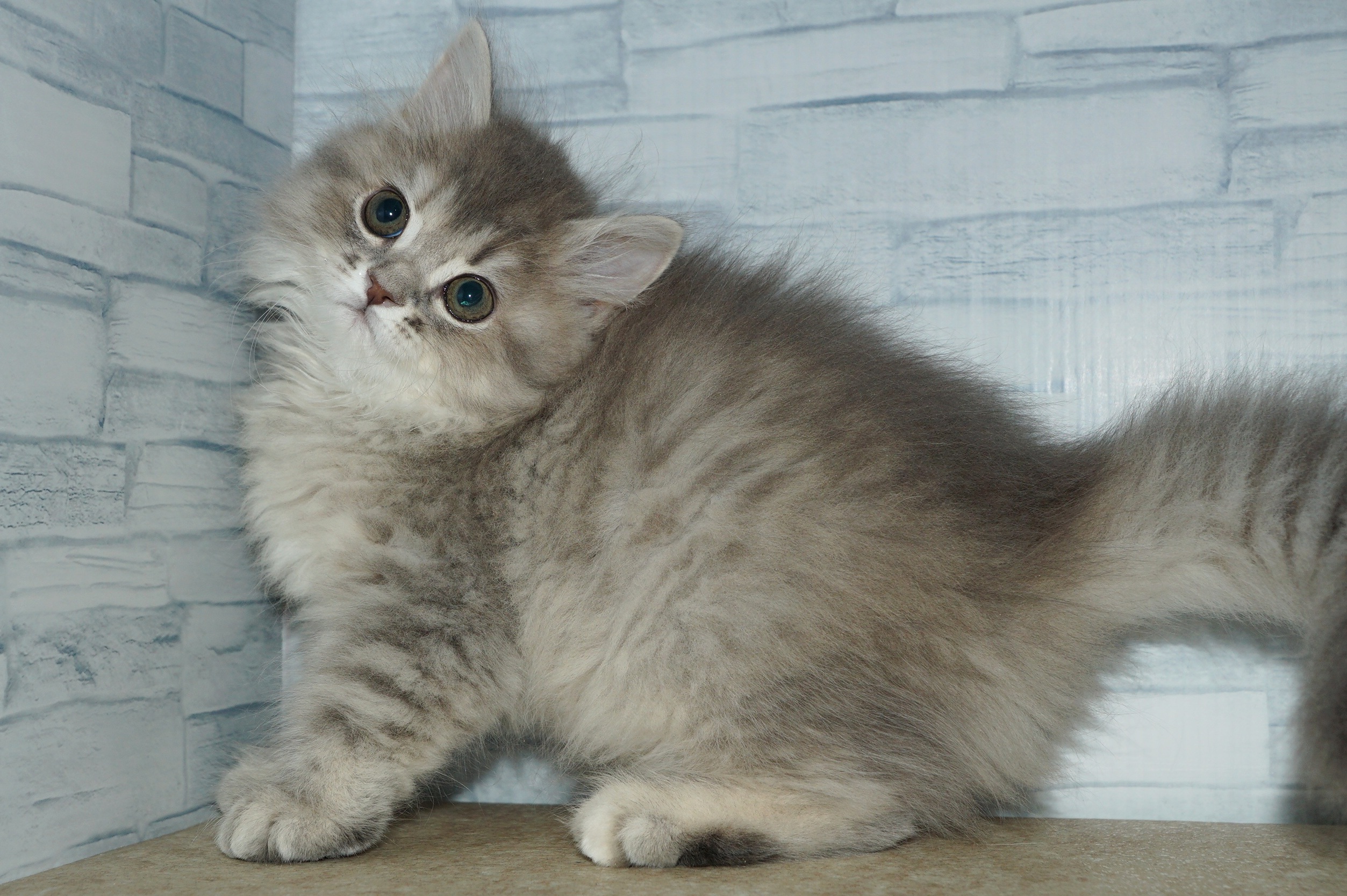 神奈川県のラガマフィン (きくちペット湘南平塚店/2025年11月4日生まれ/女の子/ブルーパッチドタビー)の子猫の3枚目の画像