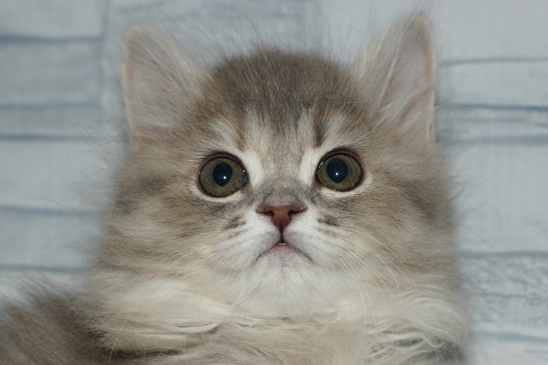 神奈川県のラガマフィン (きくちペット湘南平塚店/2025年11月4日生まれ/女の子/ブルーパッチドタビー)の子猫の1枚目の画像