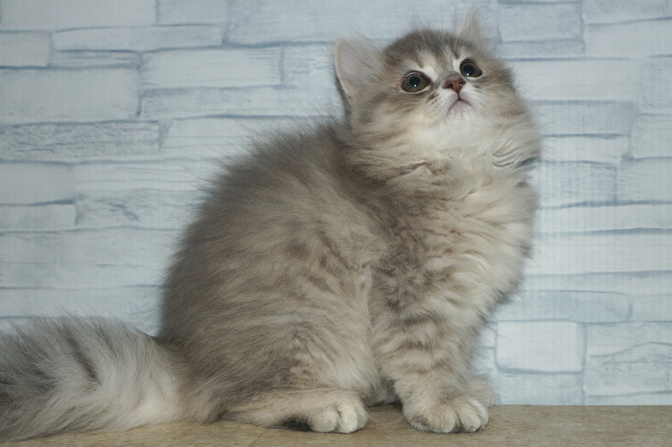 神奈川県のラガマフィン (きくちペット湘南平塚店/2025年11月4日生まれ/女の子/ブルーパッチドタビー)の子猫の2枚目の画像