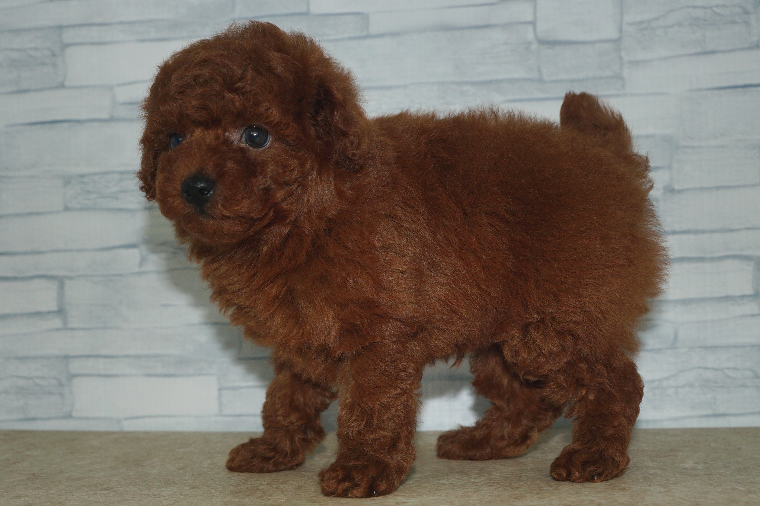 神奈川県のトイプードル(トイ) (きくちペット湘南平塚店/2025年11月7日生まれ/男の子/レッド)の子犬の4枚目の画像