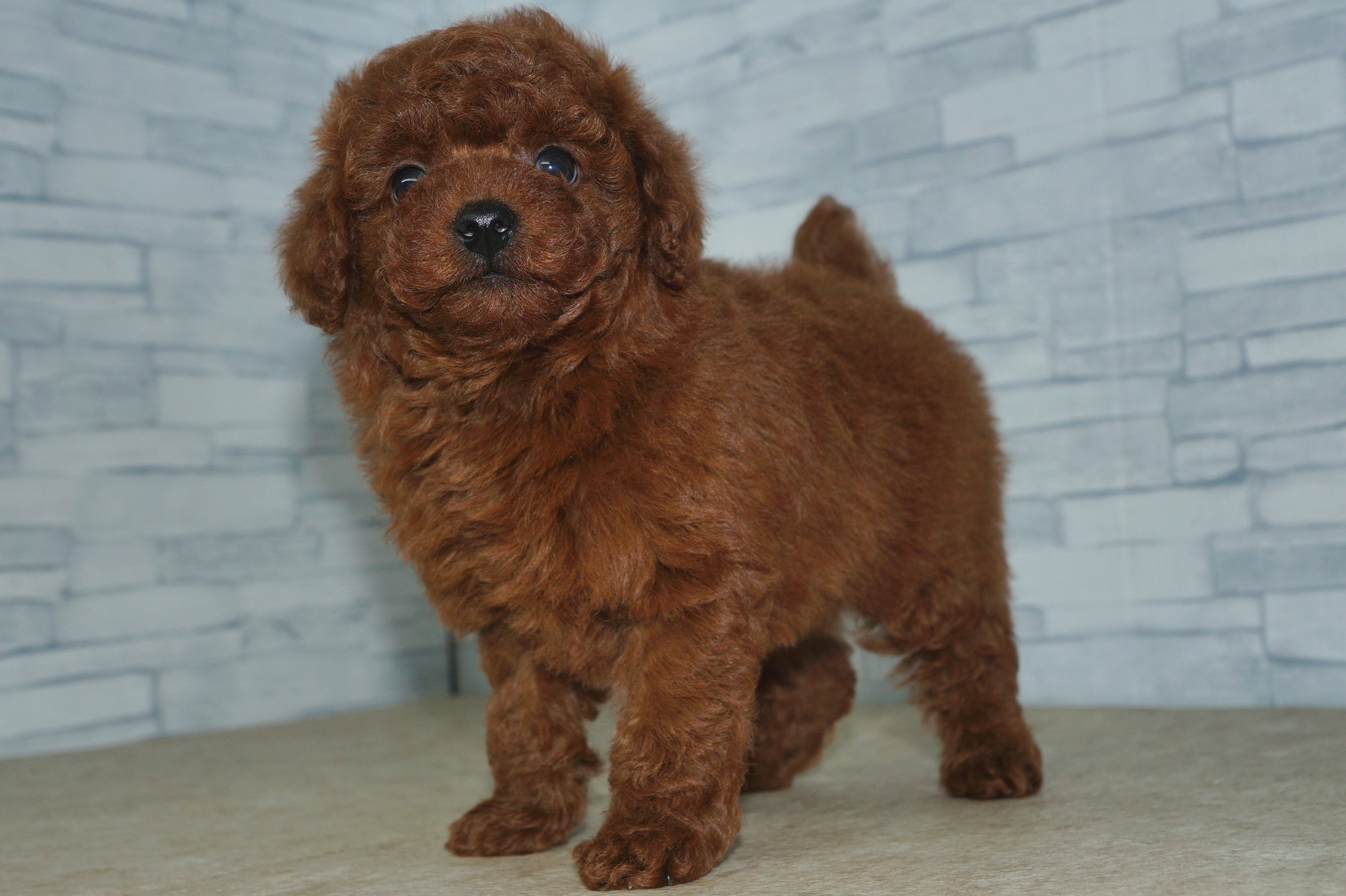 神奈川県のトイプードル(トイ) (きくちペット湘南平塚店/2025年11月7日生まれ/男の子/レッド)の子犬の3枚目の画像