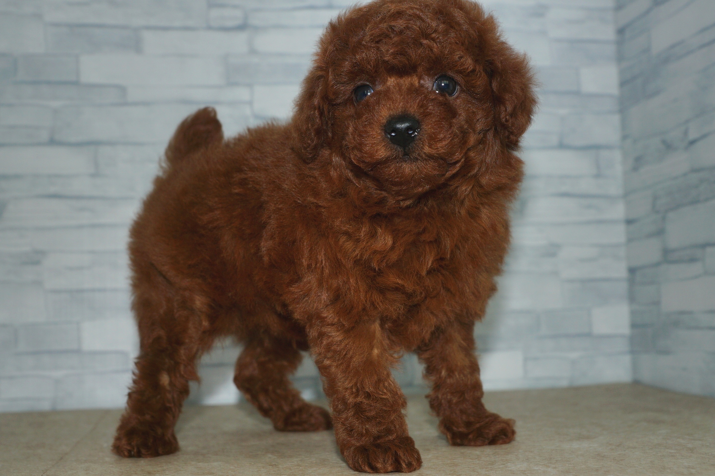 神奈川県のトイプードル(トイ) (きくちペット湘南平塚店/2025年11月7日生まれ/男の子/レッド)の子犬の2枚目の画像