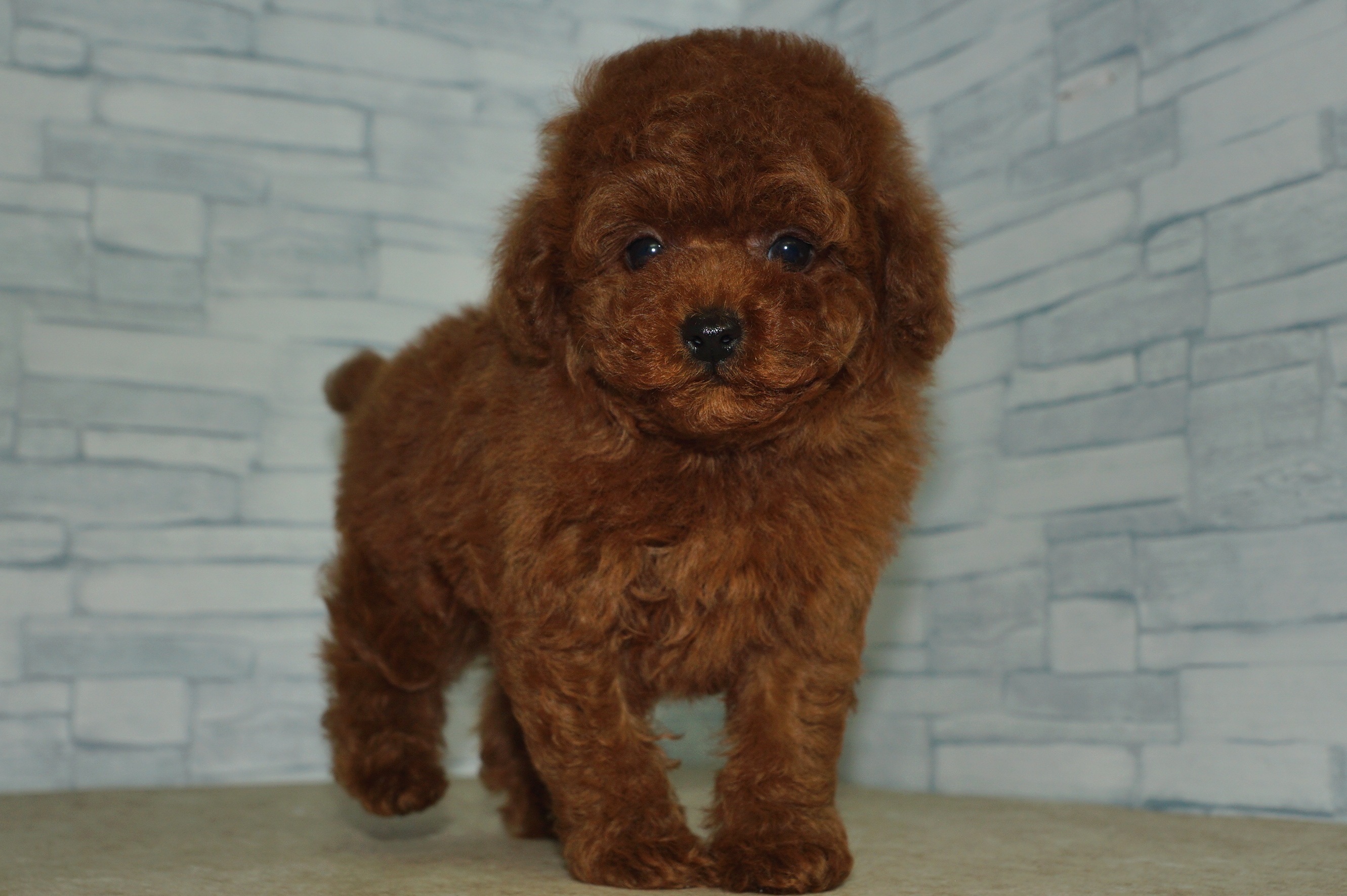 神奈川県のトイプードル(トイ) (きくちペット湘南平塚店/2025年11月7日生まれ/男の子/レッド)の子犬の3枚目の画像