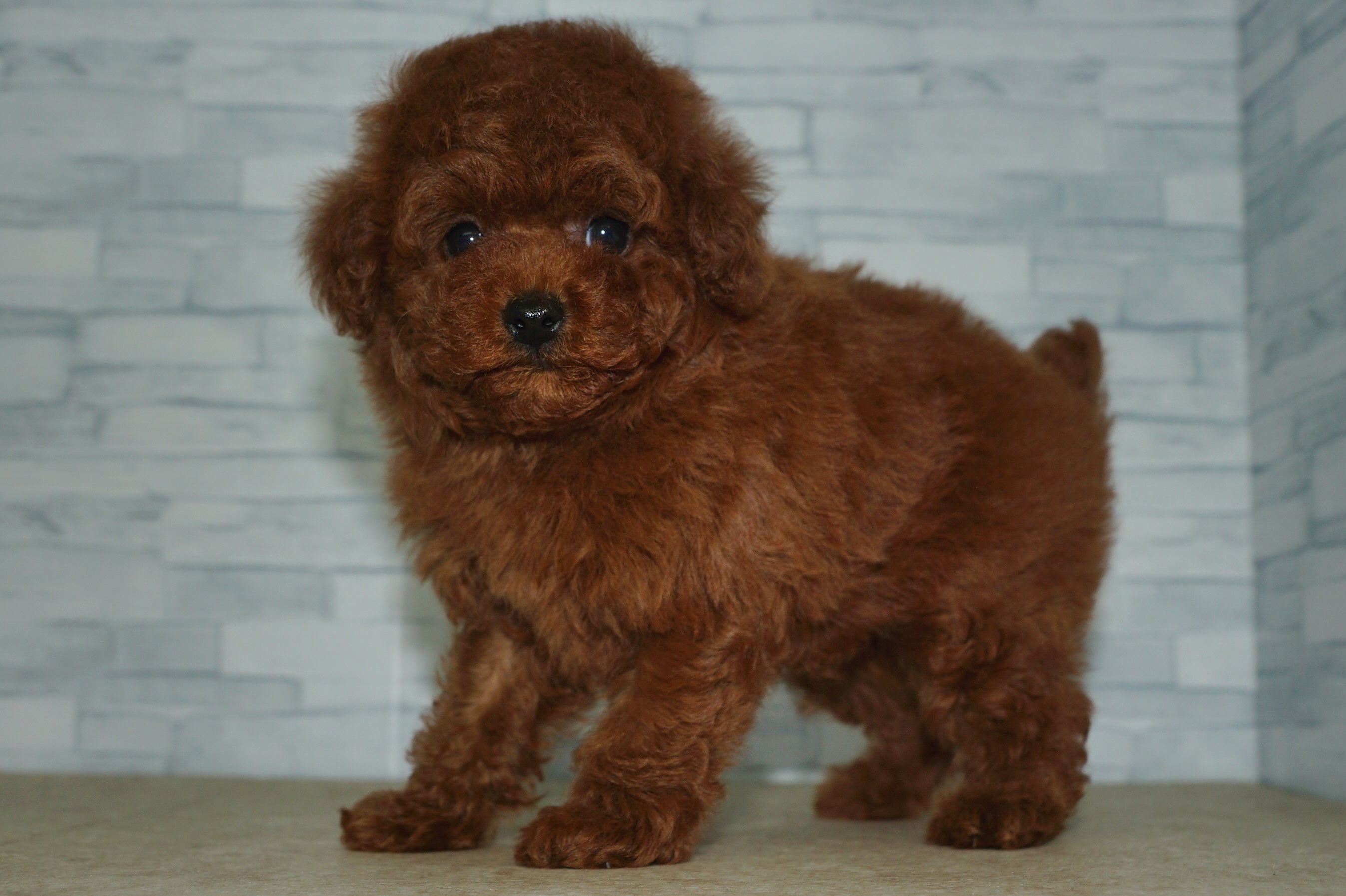 神奈川県のトイプードル(トイ) (きくちペット湘南平塚店/2025年11月7日生まれ/男の子/レッド)の子犬の2枚目の画像