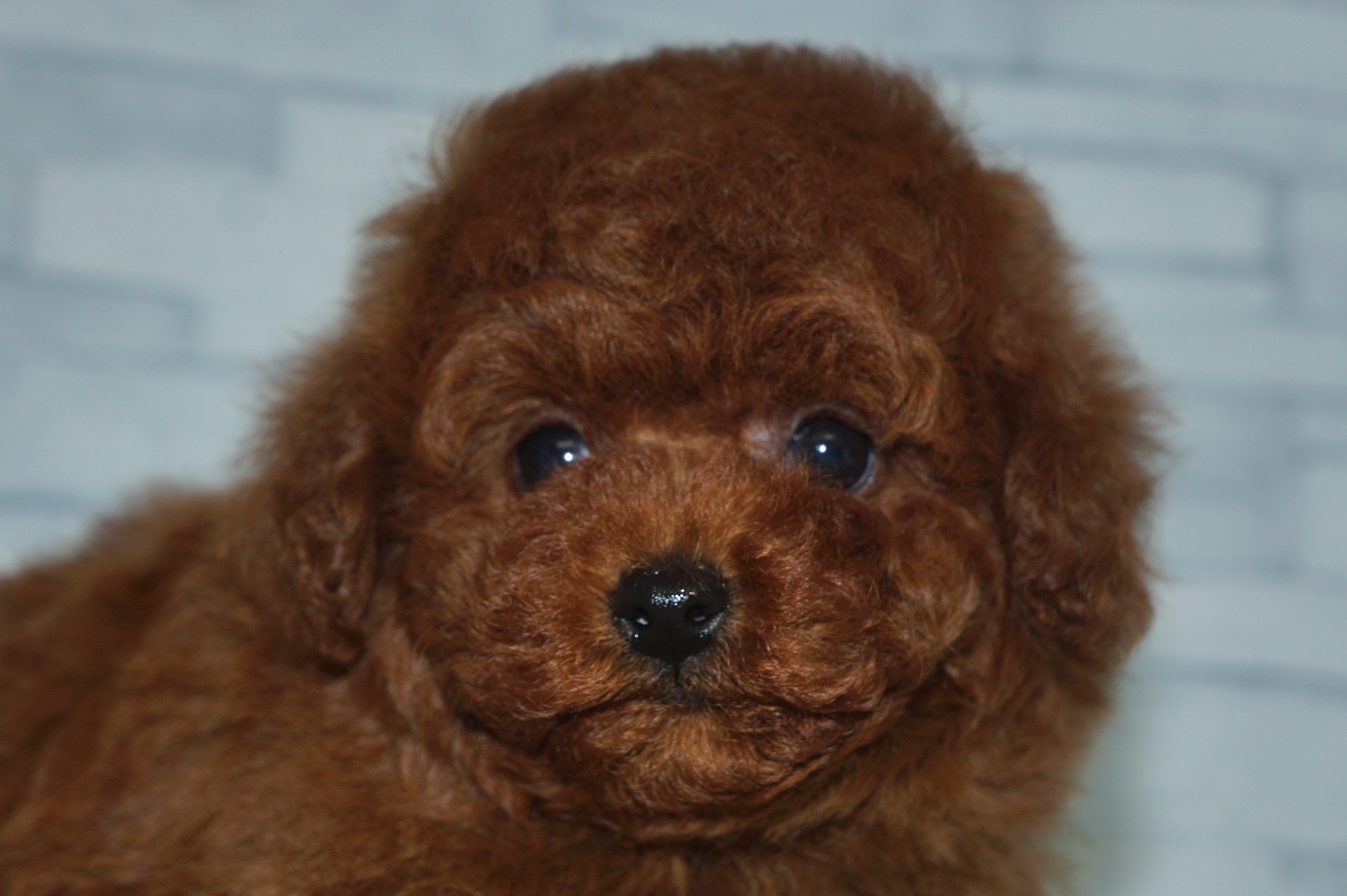 神奈川県のトイプードル(トイ) (きくちペット湘南平塚店/2025年11月7日生まれ/男の子/レッド)の子犬