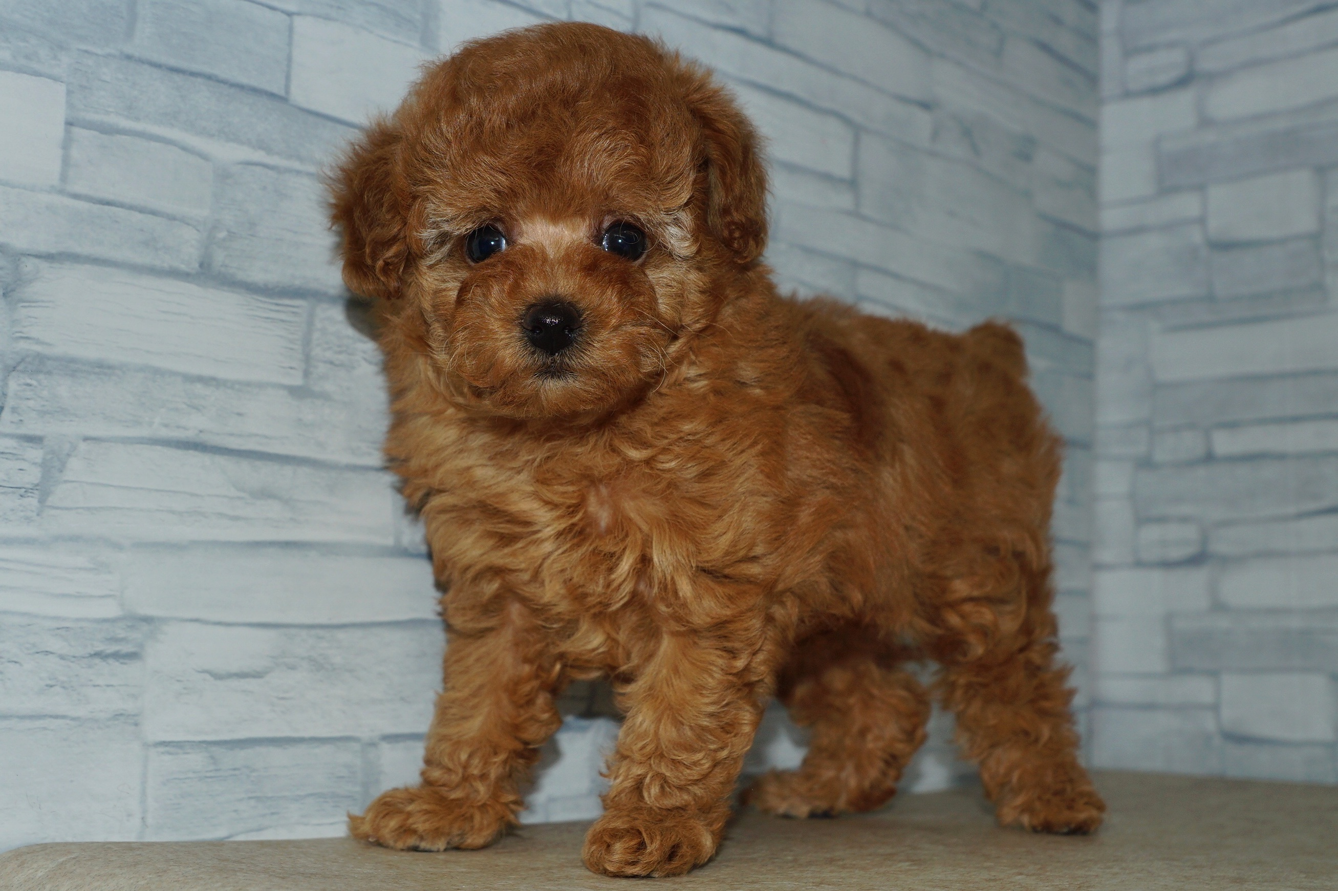 神奈川県のトイプードル(トイ) (きくちペット湘南平塚店/2025年11月9日生まれ/女の子/レッド)の子犬の2枚目の画像