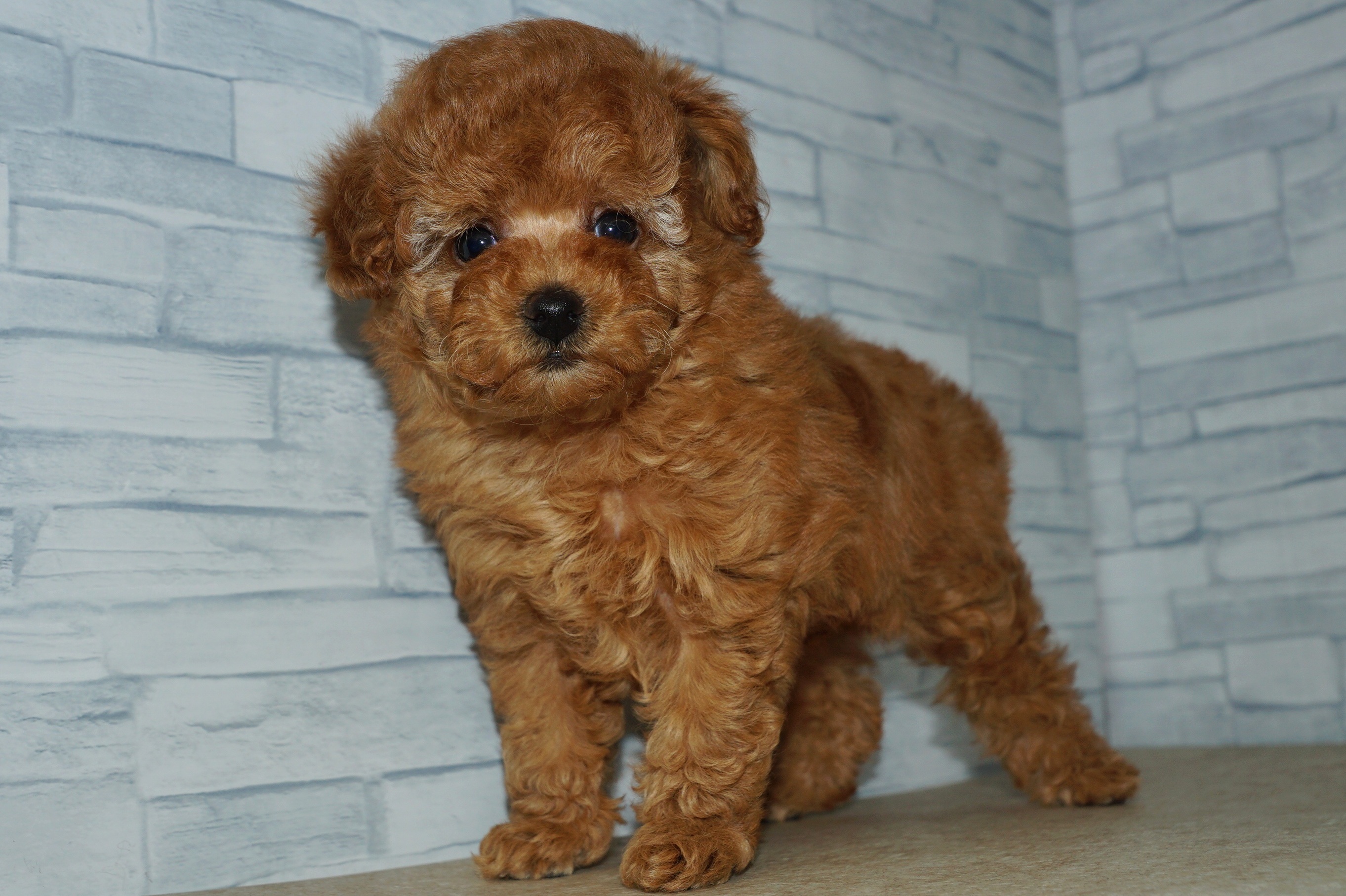 神奈川県のトイプードル(トイ) (きくちペット湘南平塚店/2025年11月9日生まれ/女の子/レッド)の子犬の3枚目の画像