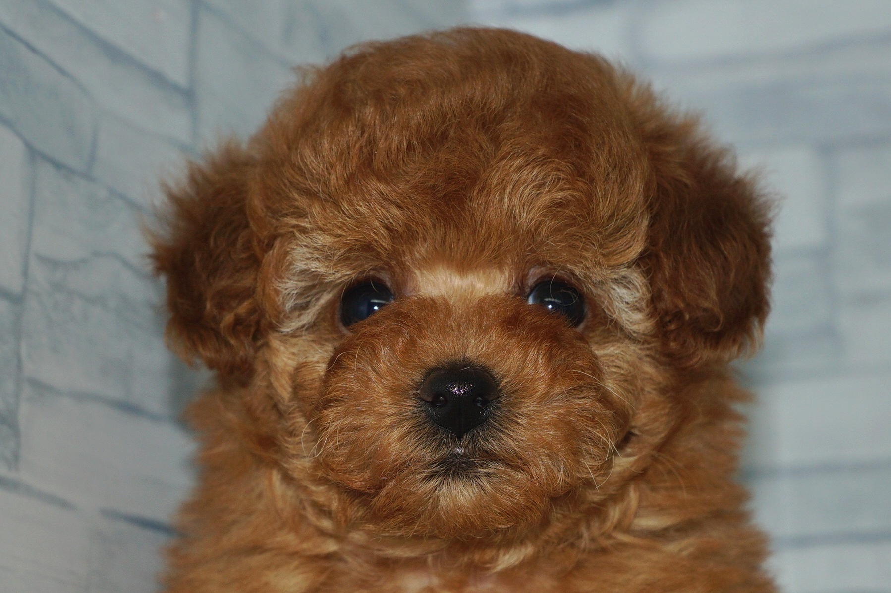 神奈川県のトイプードル(トイ) (きくちペット湘南平塚店/2025年11月9日生まれ/女の子/レッド)の子犬の1枚目の画像