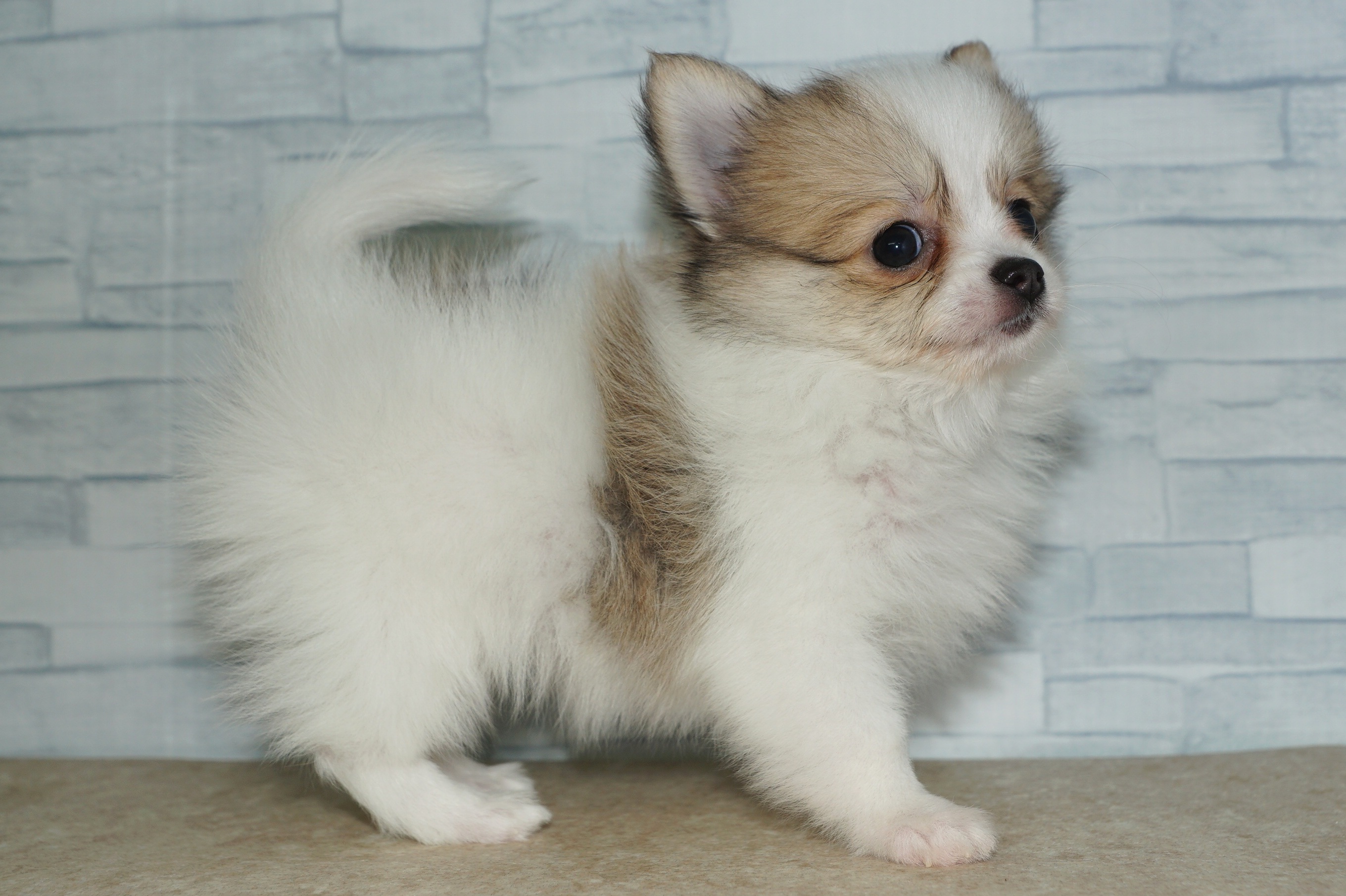 神奈川県のポメチワ/チワポメ/ポメチー(ポメラニアン×チワワ) (きくちペット湘南平塚店/2025年11月6日生まれ/女の子/ホワイトレッド)の子犬の2枚目の画像
