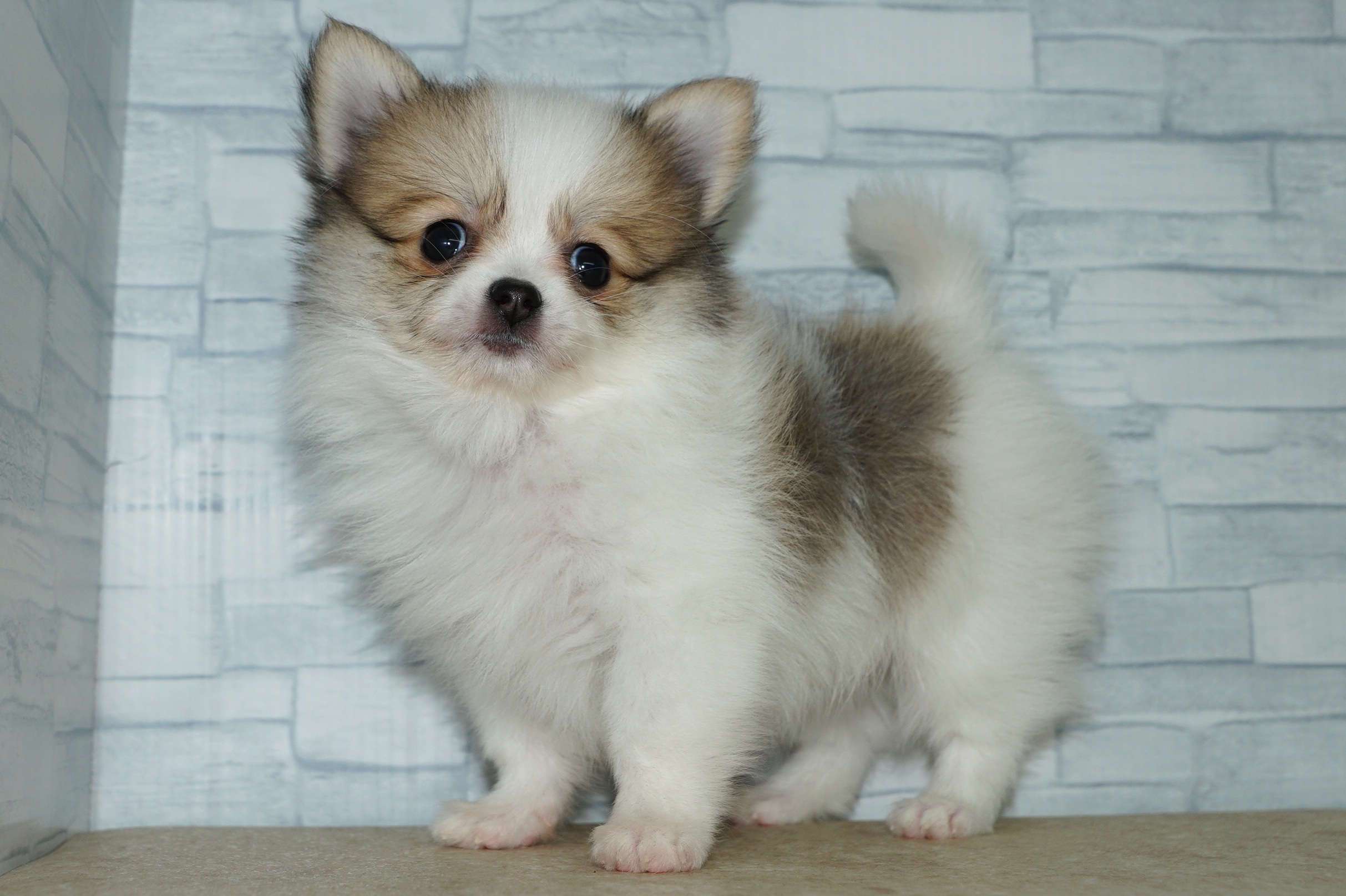 神奈川県のポメチワ/チワポメ/ポメチー(ポメラニアン×チワワ) (きくちペット湘南平塚店/2025年11月6日生まれ/女の子/ホワイトレッド)の子犬の4枚目の画像