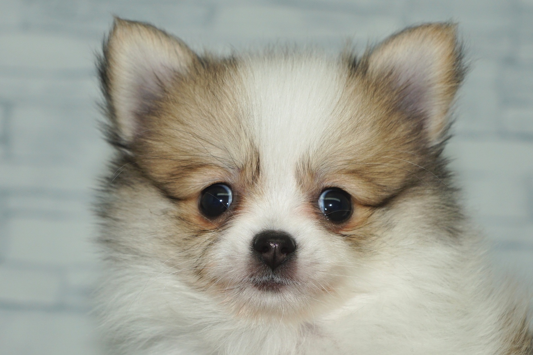 神奈川県のポメチワ/チワポメ/ポメチー(ポメラニアン×チワワ) (きくちペット湘南平塚店/2025年11月6日生まれ/女の子/ホワイトレッド)の子犬の1枚目の画像