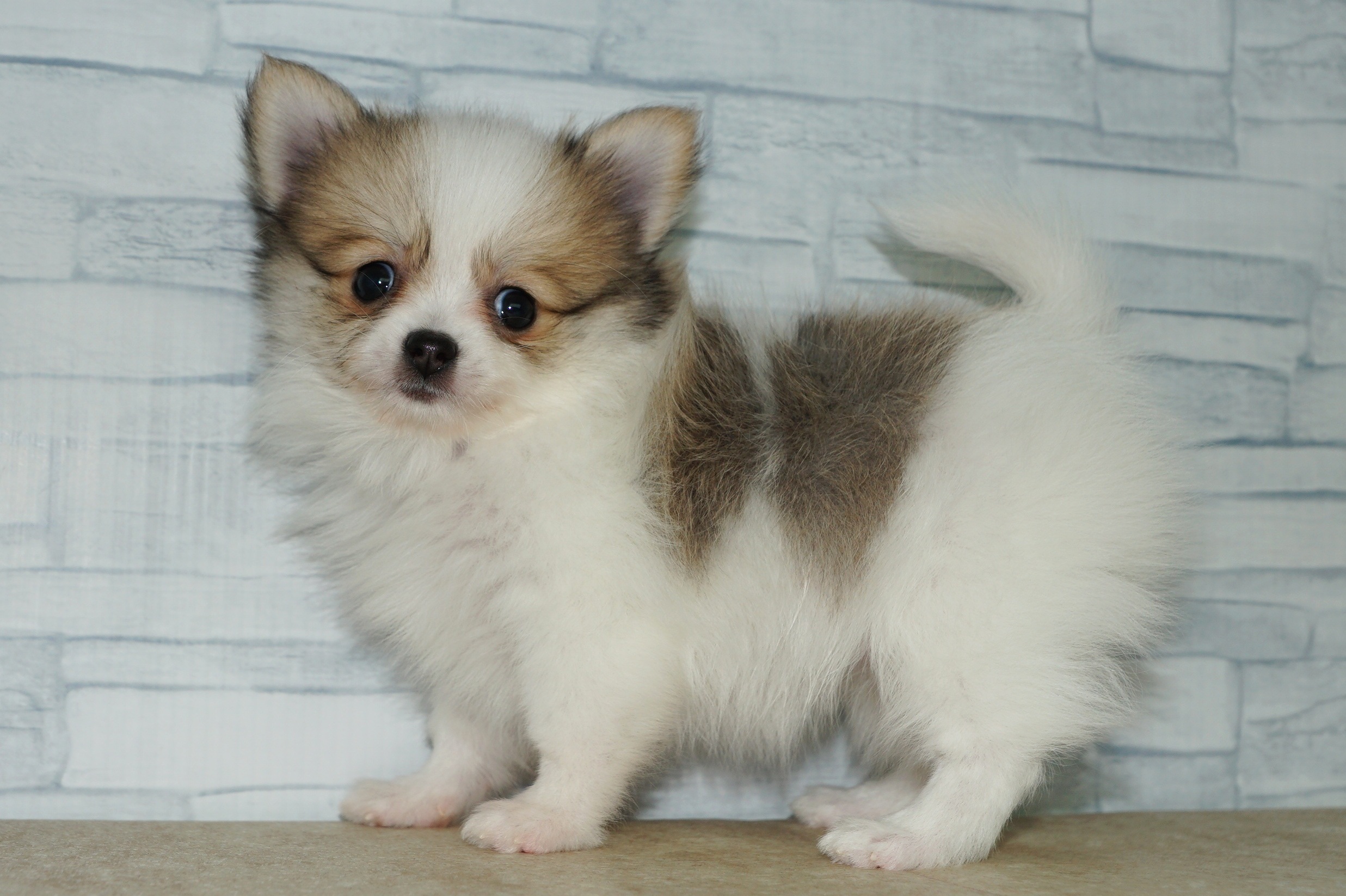 神奈川県のポメチワ/チワポメ/ポメチー(ポメラニアン×チワワ) (きくちペット湘南平塚店/2025年11月6日生まれ/女の子/ホワイトレッド)の子犬の3枚目の画像