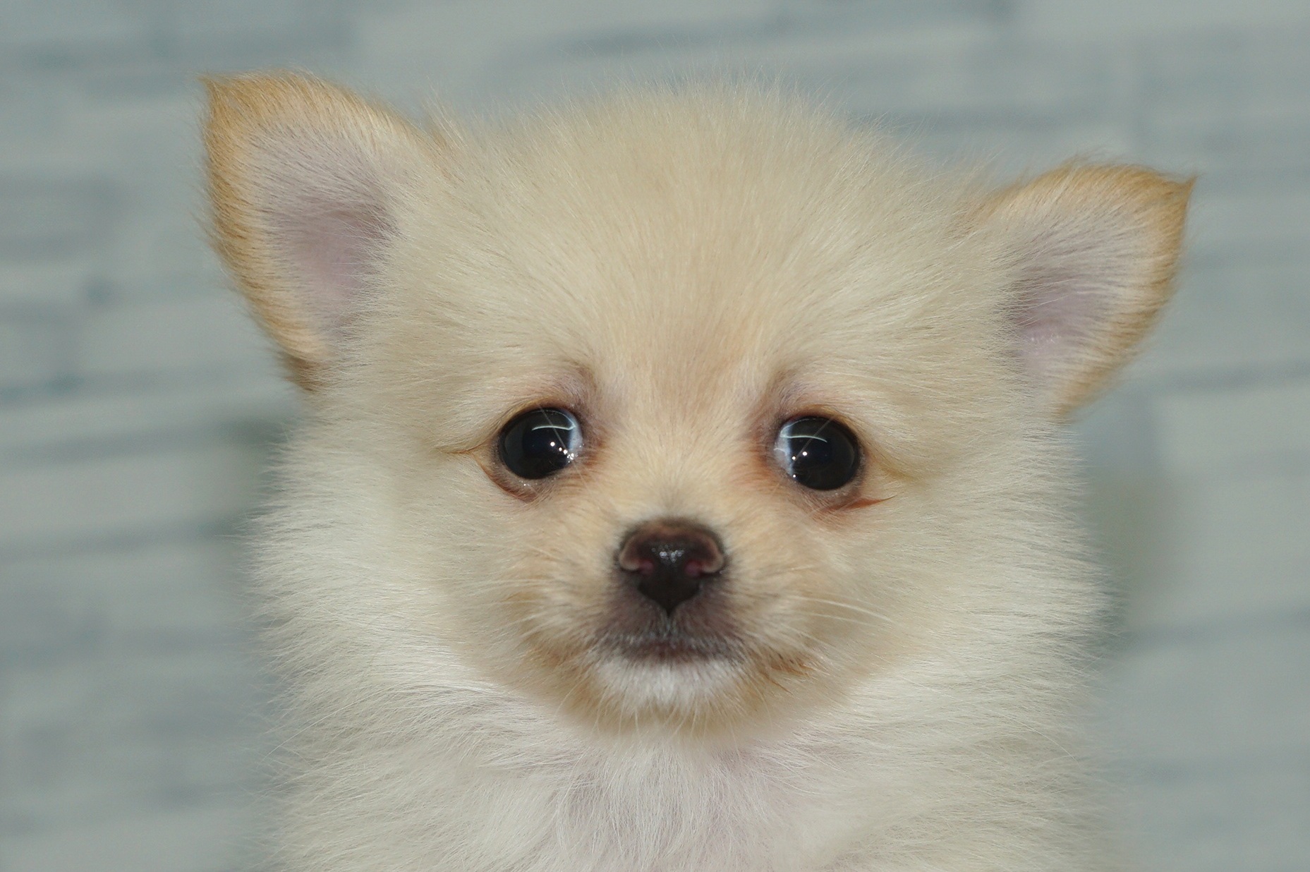 神奈川県のポメチワ/チワポメ/ポメチー(ポメラニアン×チワワ) (きくちペット湘南平塚店/2025年11月6日生まれ/女の子/クリーム)の子犬の1枚目の画像