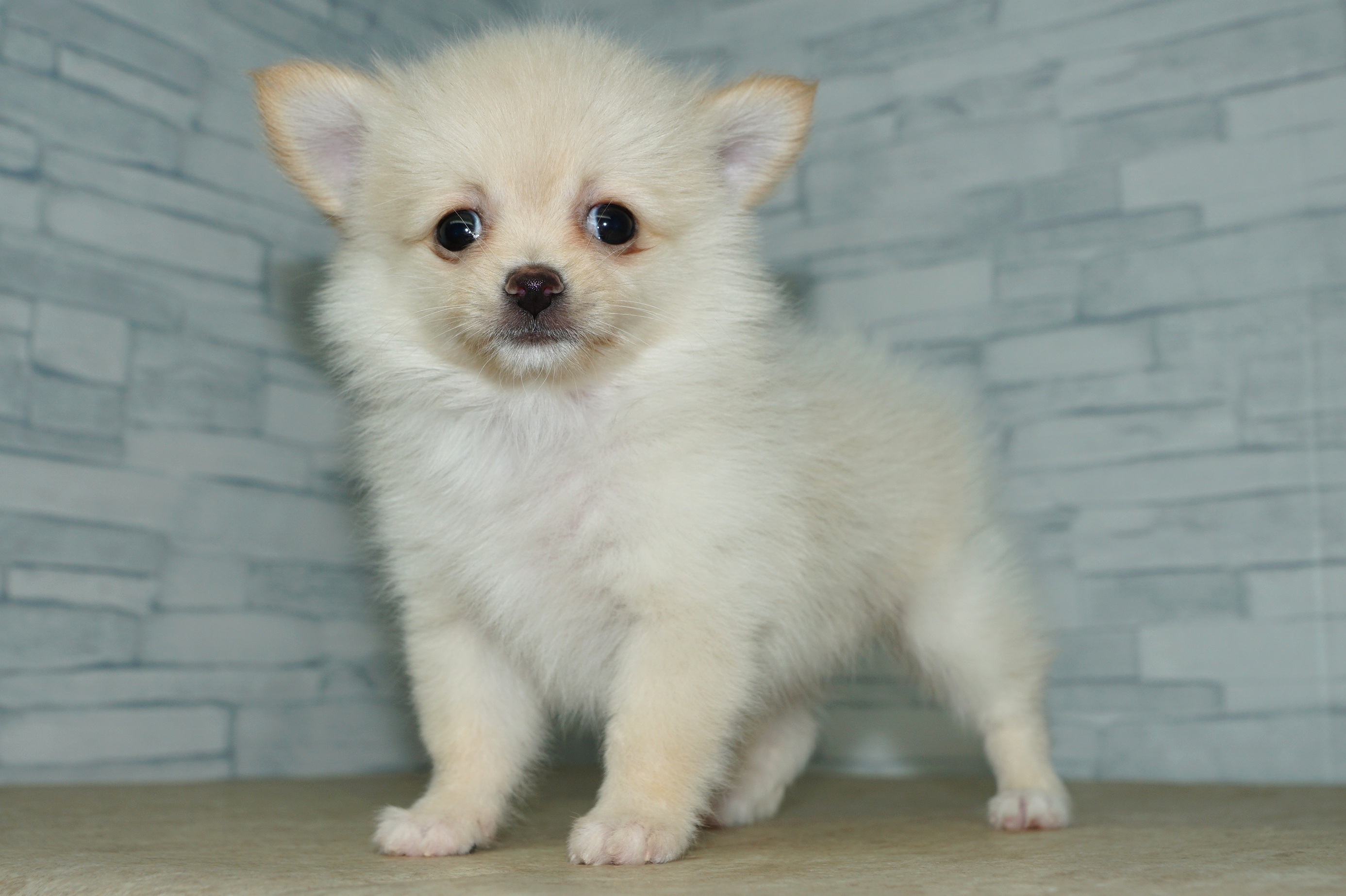 神奈川県のポメチワ/チワポメ/ポメチー(ポメラニアン×チワワ) (きくちペット湘南平塚店/2025年11月6日生まれ/女の子/クリーム)の子犬の2枚目の画像