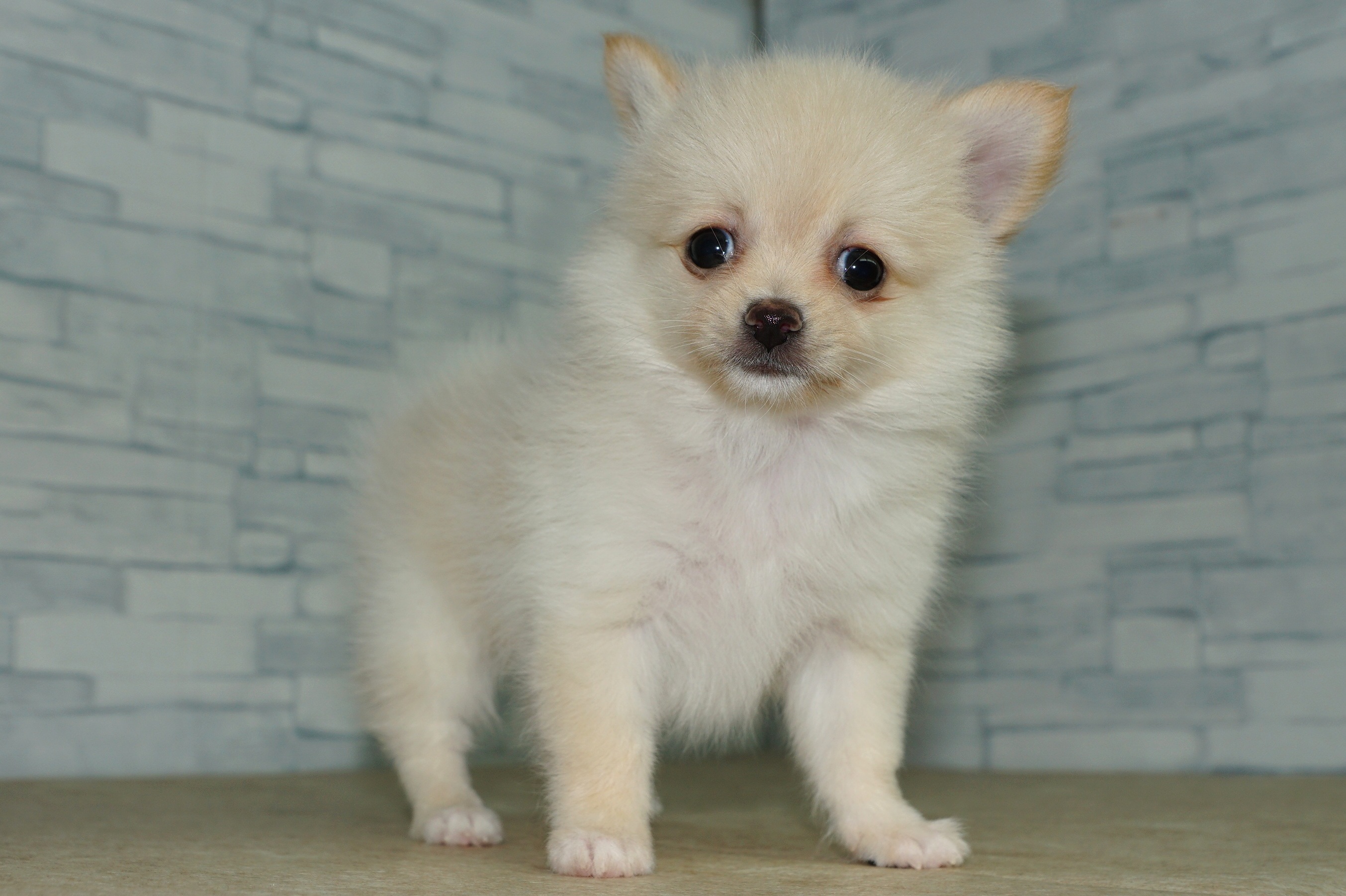 神奈川県のポメチワ/チワポメ/ポメチー(ポメラニアン×チワワ) (きくちペット湘南平塚店/2025年11月6日生まれ/女の子/クリーム)の子犬の3枚目の画像