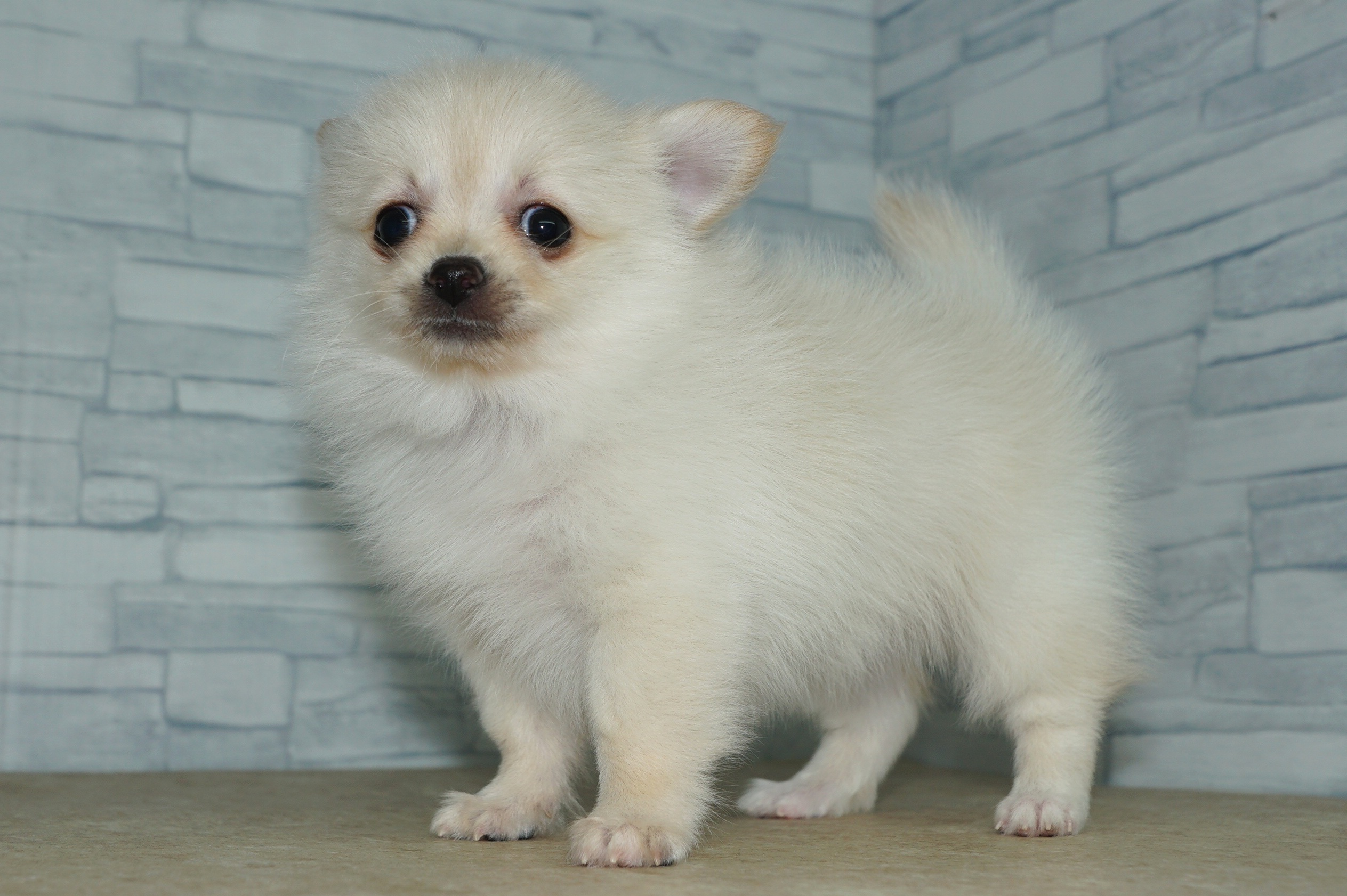 神奈川県のポメチワ/チワポメ/ポメチー(ポメラニアン×チワワ) (きくちペット湘南平塚店/2025年11月6日生まれ/女の子/クリーム)の子犬の4枚目の画像