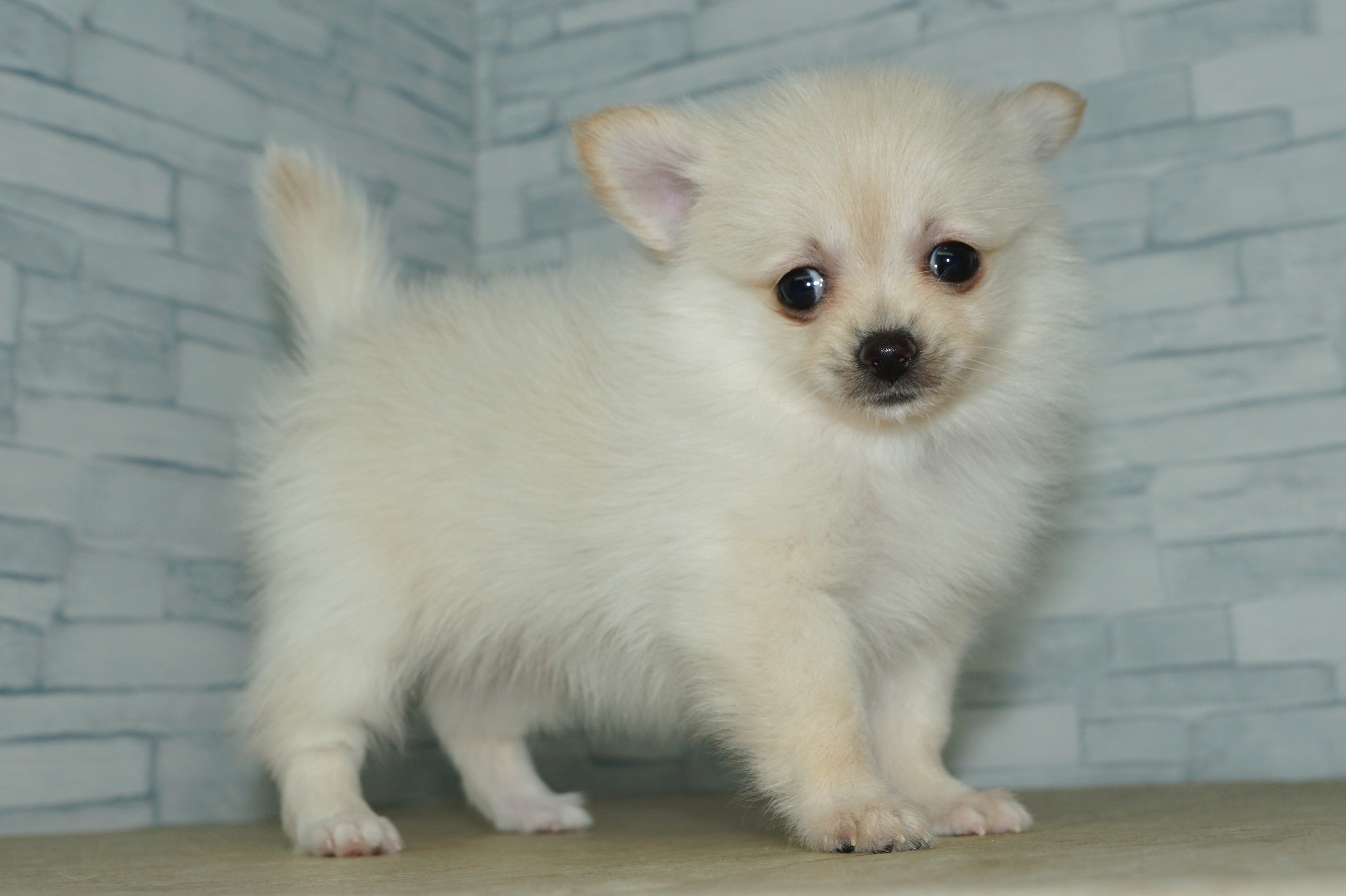 神奈川県のポメチワ/チワポメ/ポメチー(ポメラニアン×チワワ) (きくちペット湘南平塚店/2025年11月6日生まれ/女の子/クリーム)の子犬の3枚目の画像