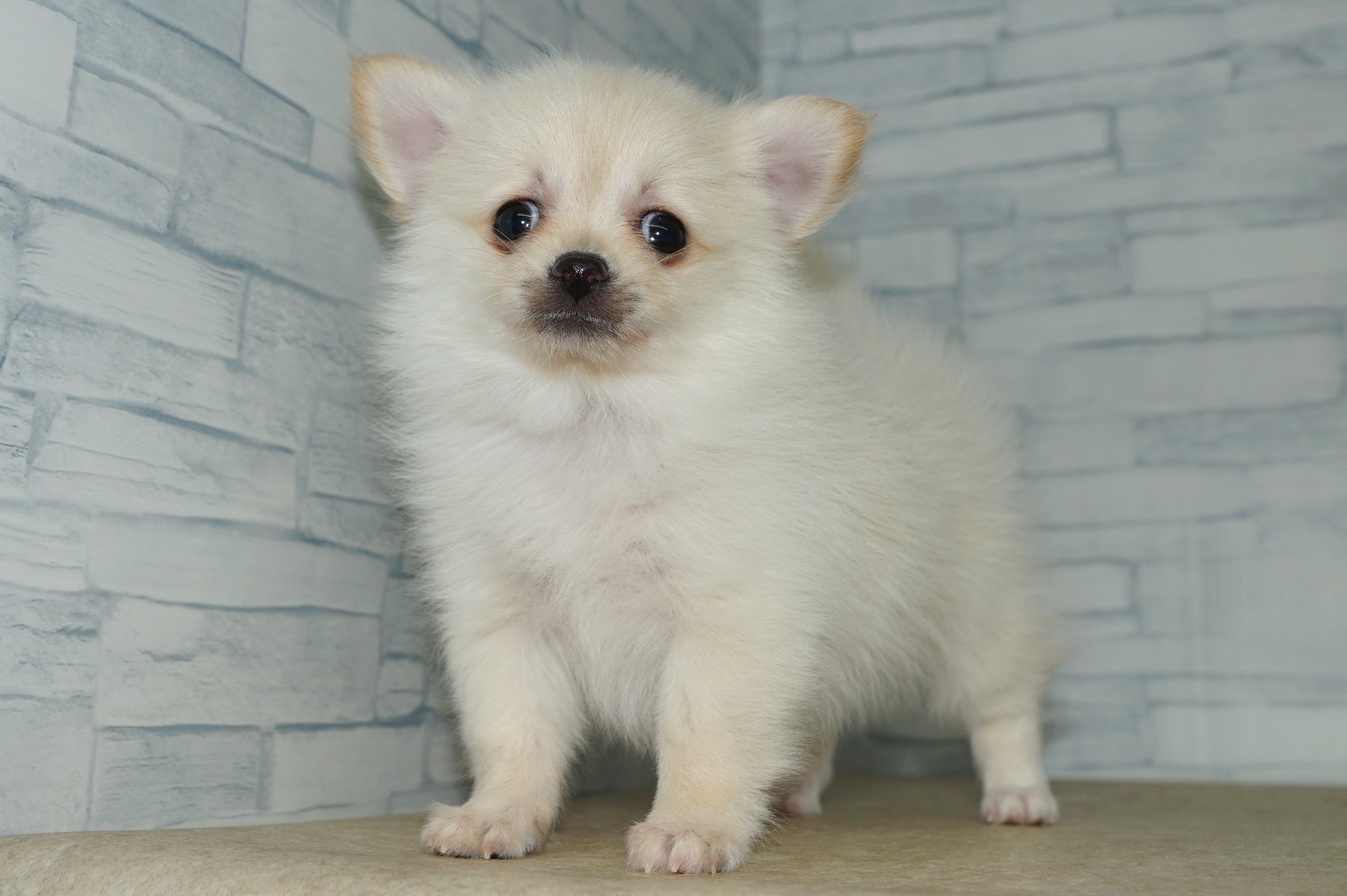 神奈川県のポメチワ/チワポメ/ポメチー(ポメラニアン×チワワ) (きくちペット湘南平塚店/2025年11月6日生まれ/女の子/クリーム)の子犬の2枚目の画像