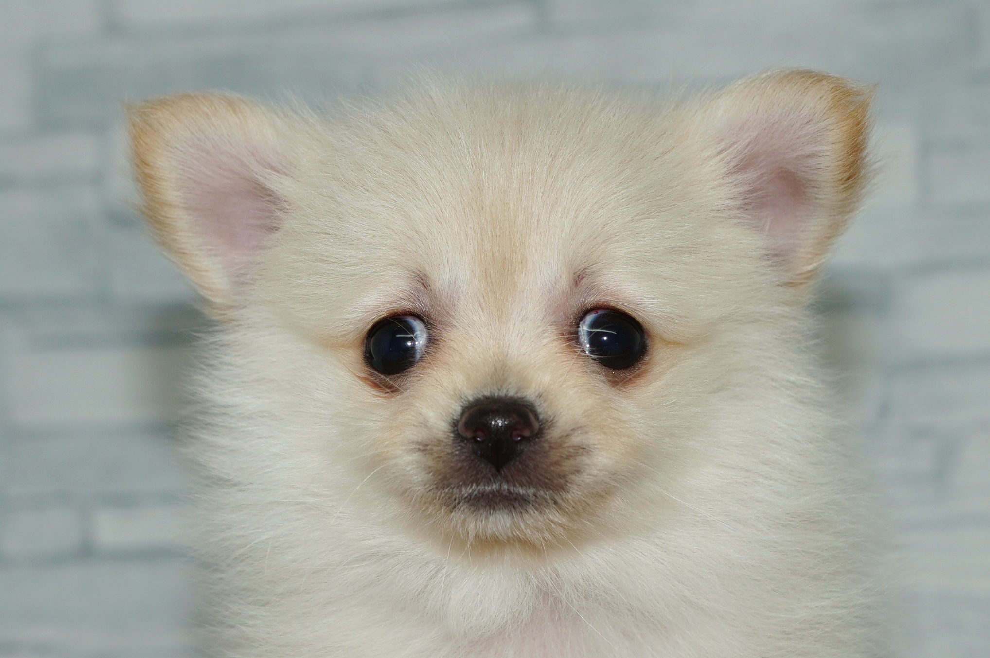 神奈川県のポメチワ/チワポメ/ポメチー(ポメラニアン×チワワ) (きくちペット湘南平塚店/2025年11月6日生まれ/女の子/クリーム)の子犬の1枚目の画像