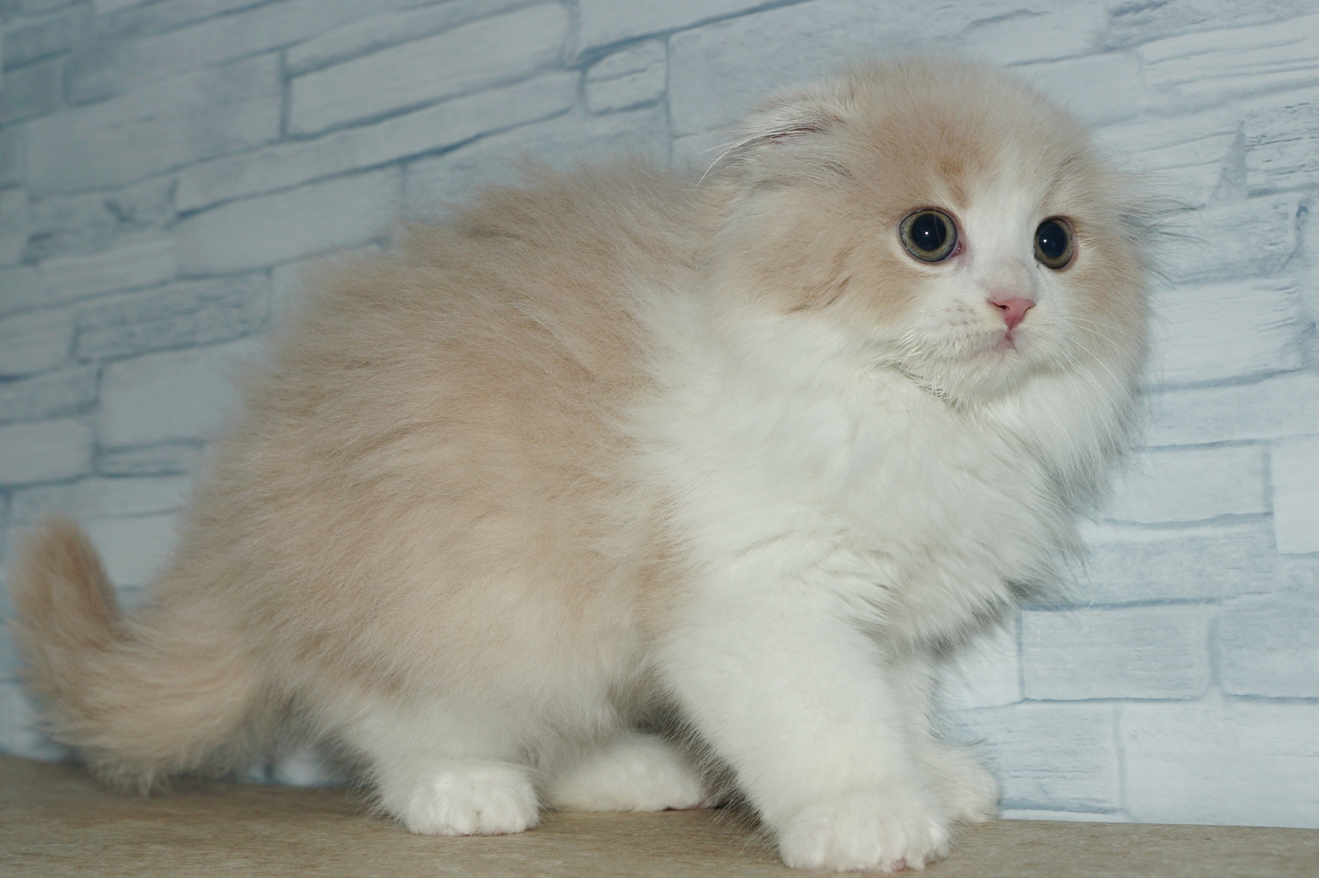 神奈川県のスコティッシュフォールド (きくちペット湘南平塚店/2025年11月3日生まれ/男の子/クリームホワイト)の子猫の3枚目の画像