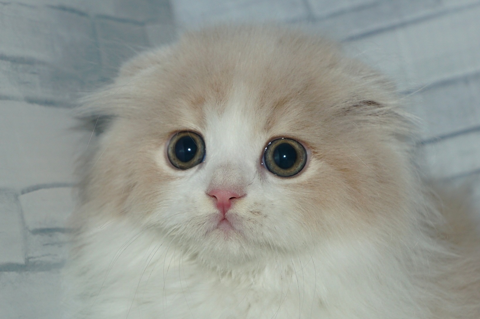 神奈川県のスコティッシュフォールド (きくちペット湘南平塚店/2025年11月3日生まれ/男の子/クリームホワイト)の子猫の1枚目の画像