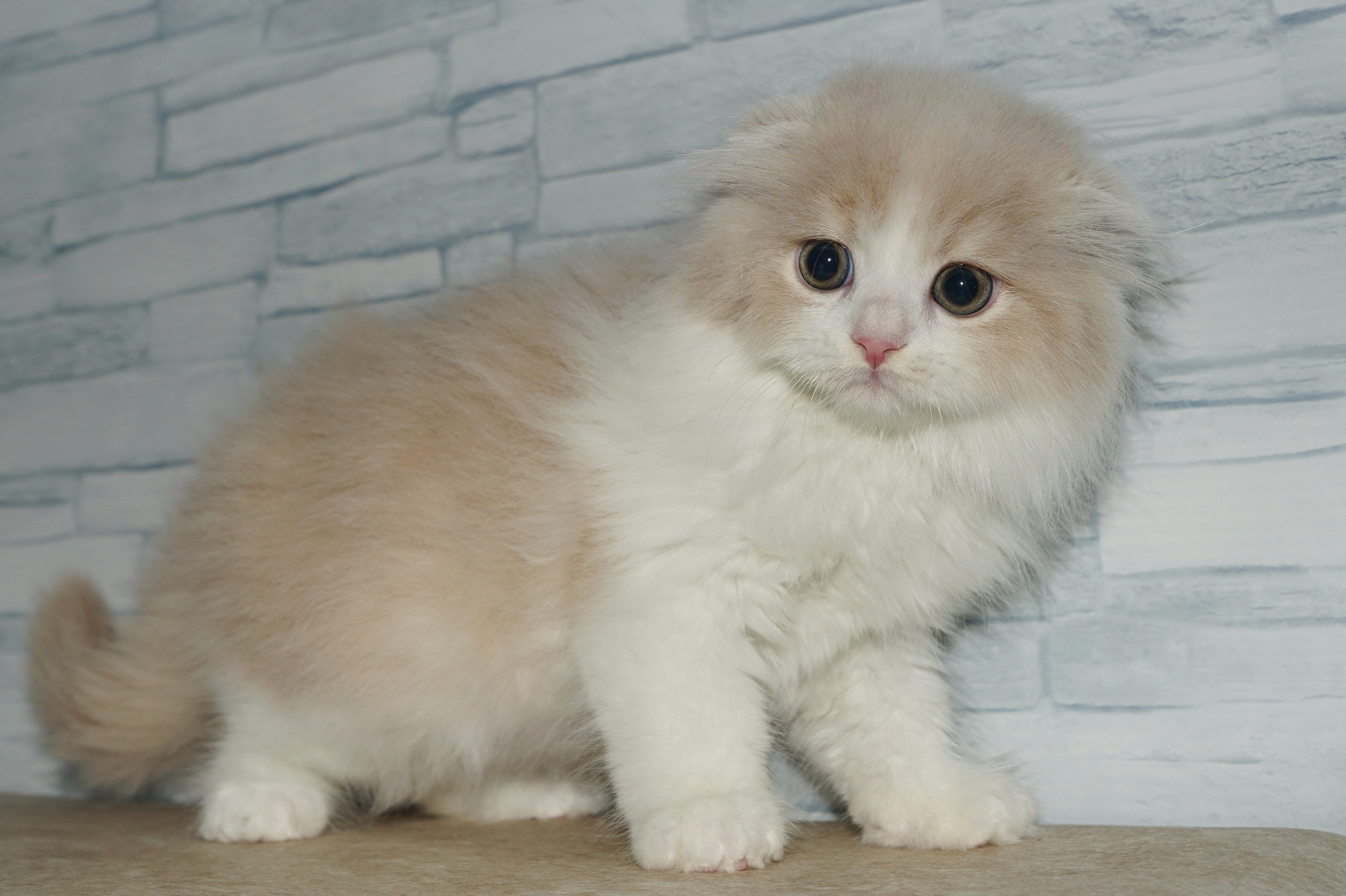 神奈川県のスコティッシュフォールド (きくちペット湘南平塚店/2025年11月3日生まれ/男の子/クリームホワイト)の子猫の2枚目の画像