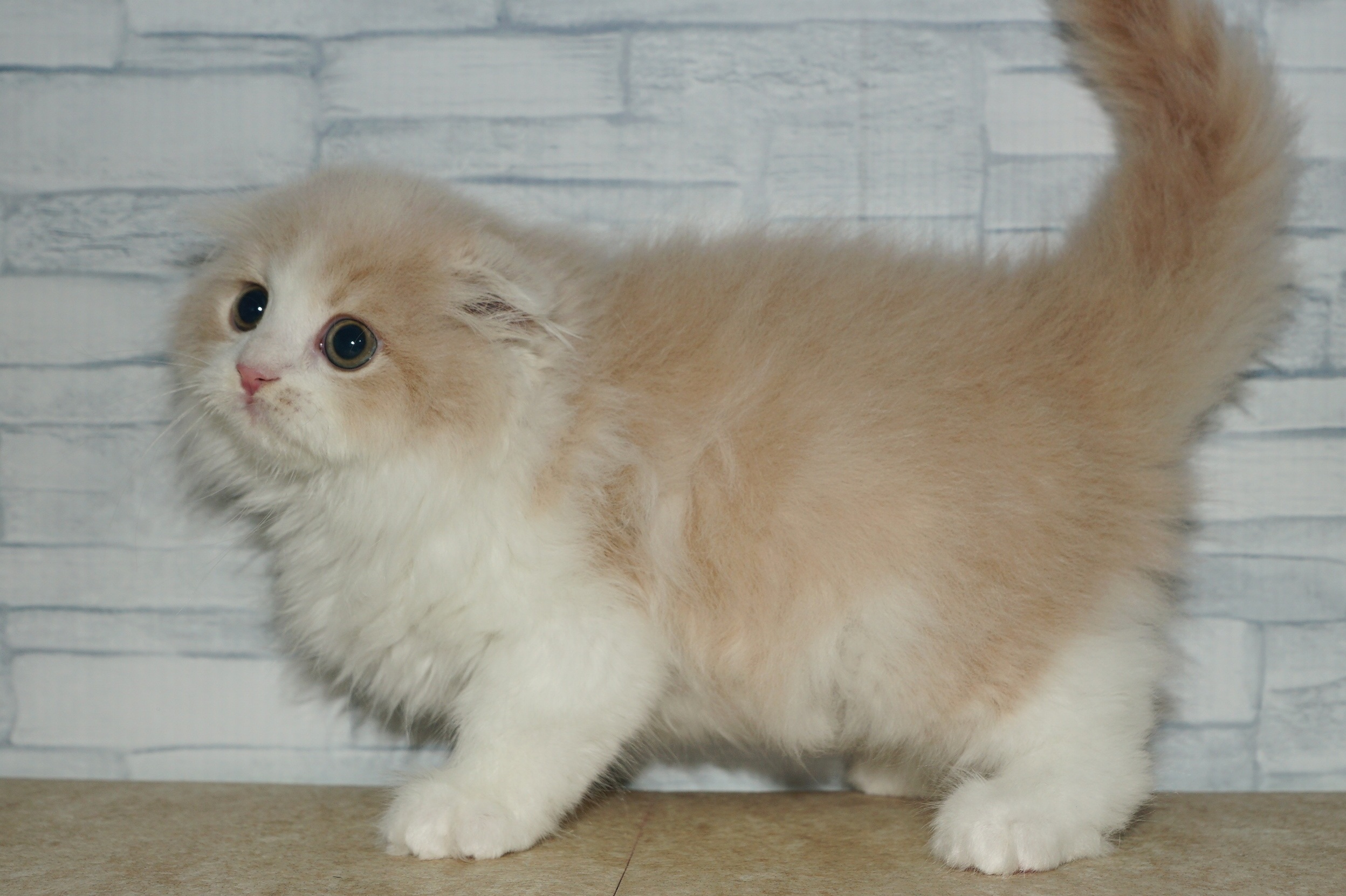 神奈川県のスコティッシュフォールド (きくちペット湘南平塚店/2025年11月3日生まれ/男の子/クリームホワイト)の子猫の4枚目の画像