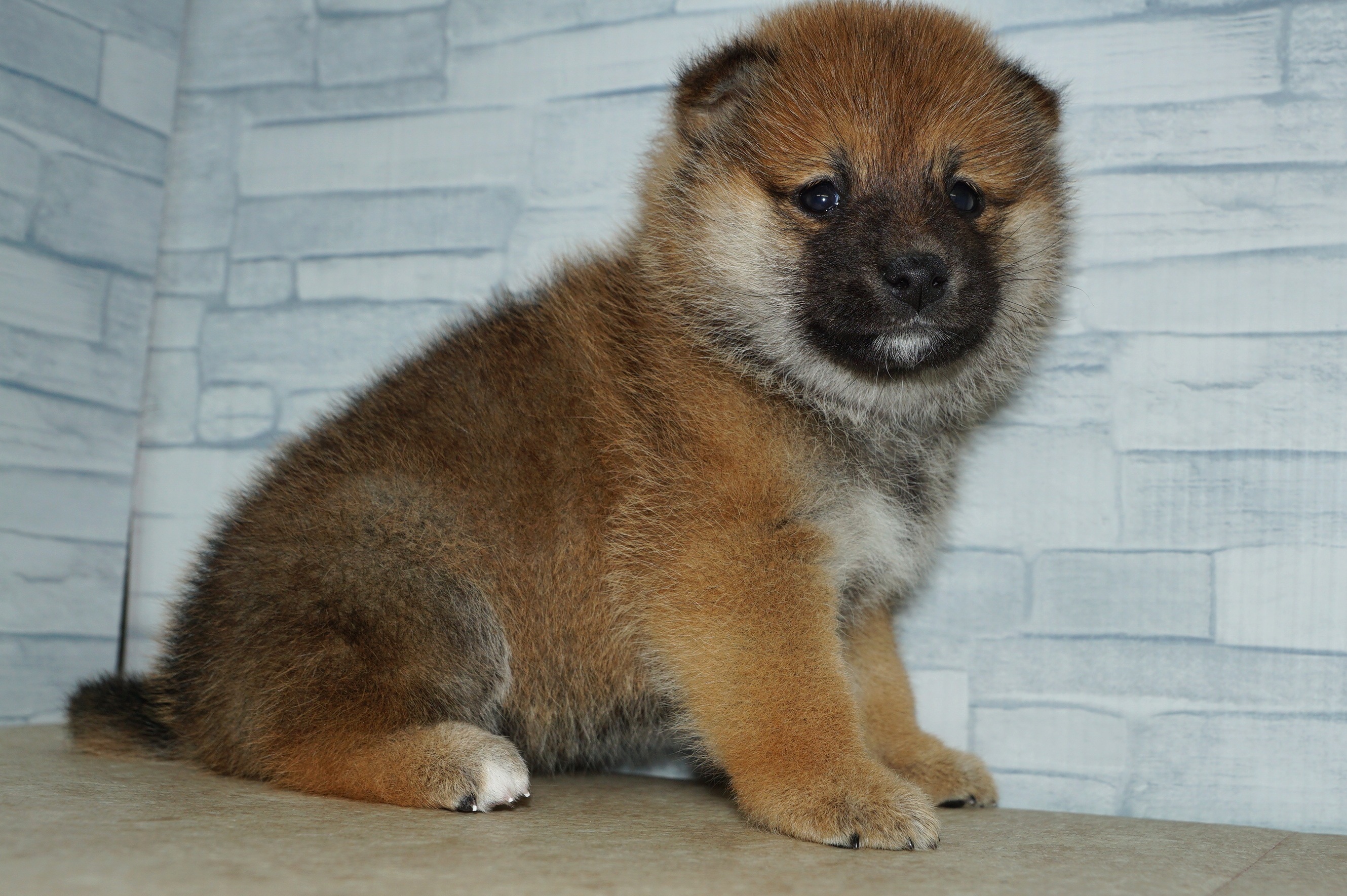 神奈川県の豆柴 (きくちペット湘南平塚店/2025年11月8日生まれ/女の子/赤)の子犬の3枚目の画像