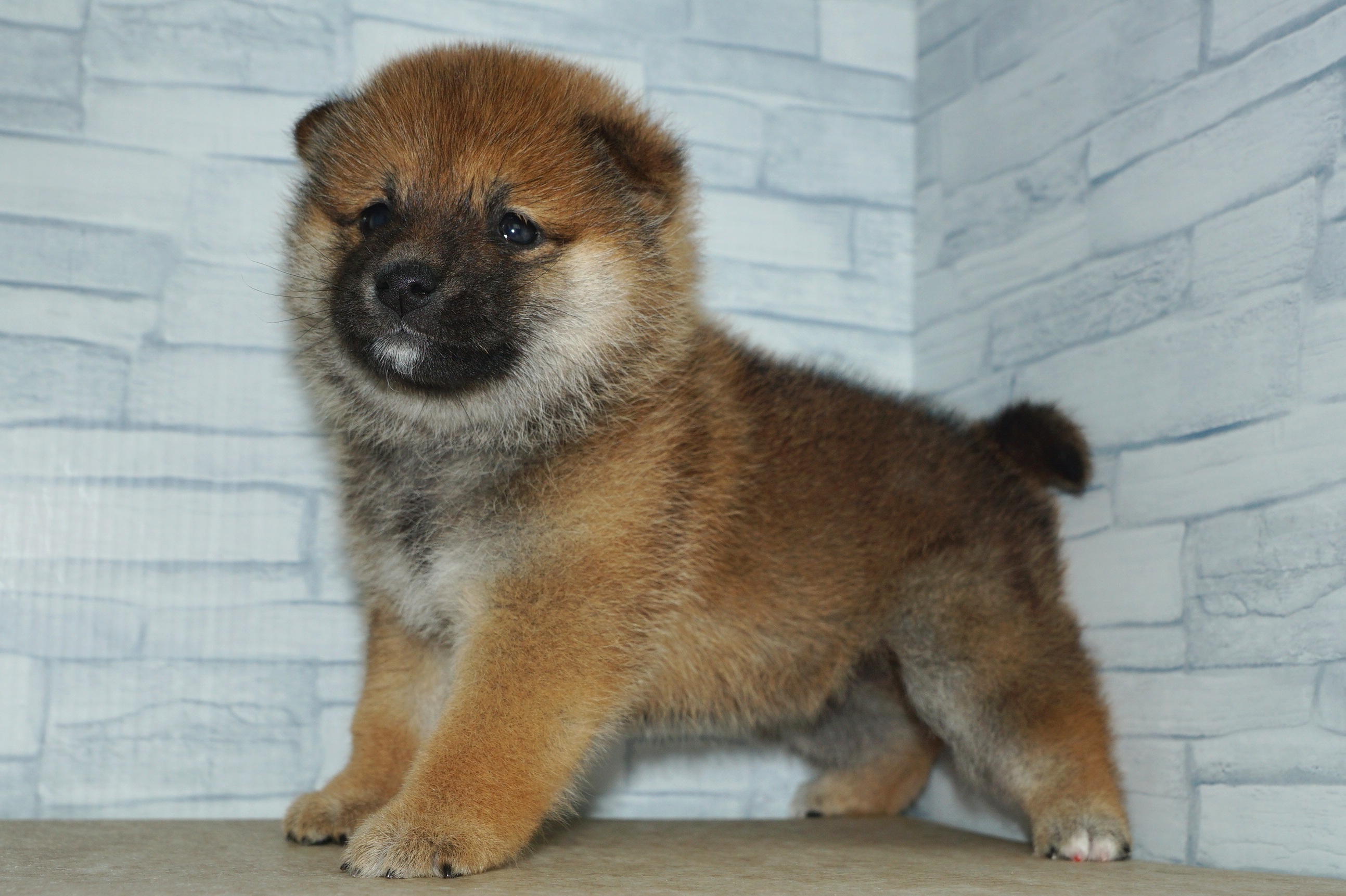 神奈川県の豆柴 (きくちペット湘南平塚店/2025年11月8日生まれ/女の子/赤)の子犬の2枚目の画像