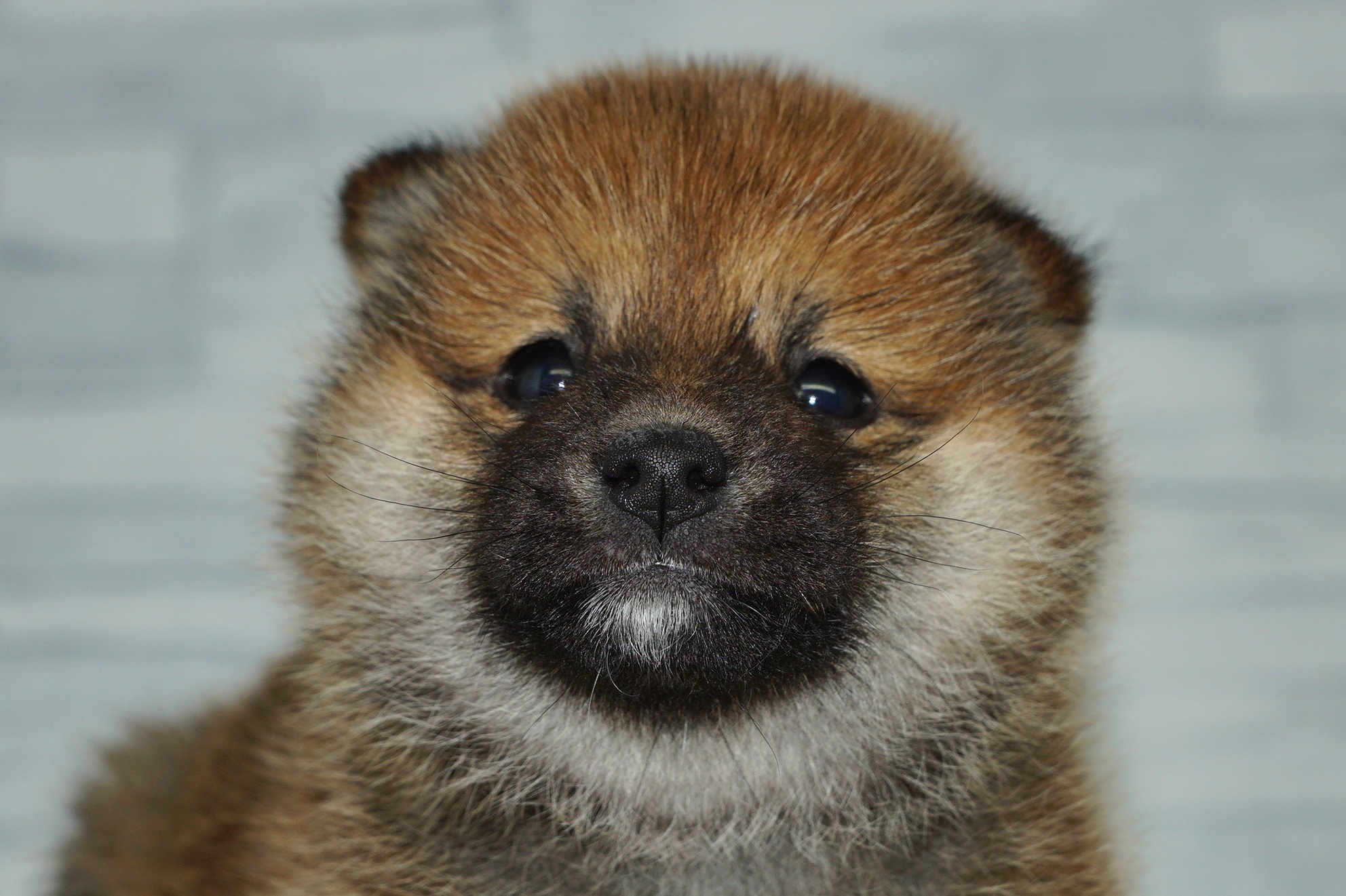 神奈川県の豆柴 (きくちペット湘南平塚店/2025年11月8日生まれ/女の子/赤)の子犬の1枚目の画像
