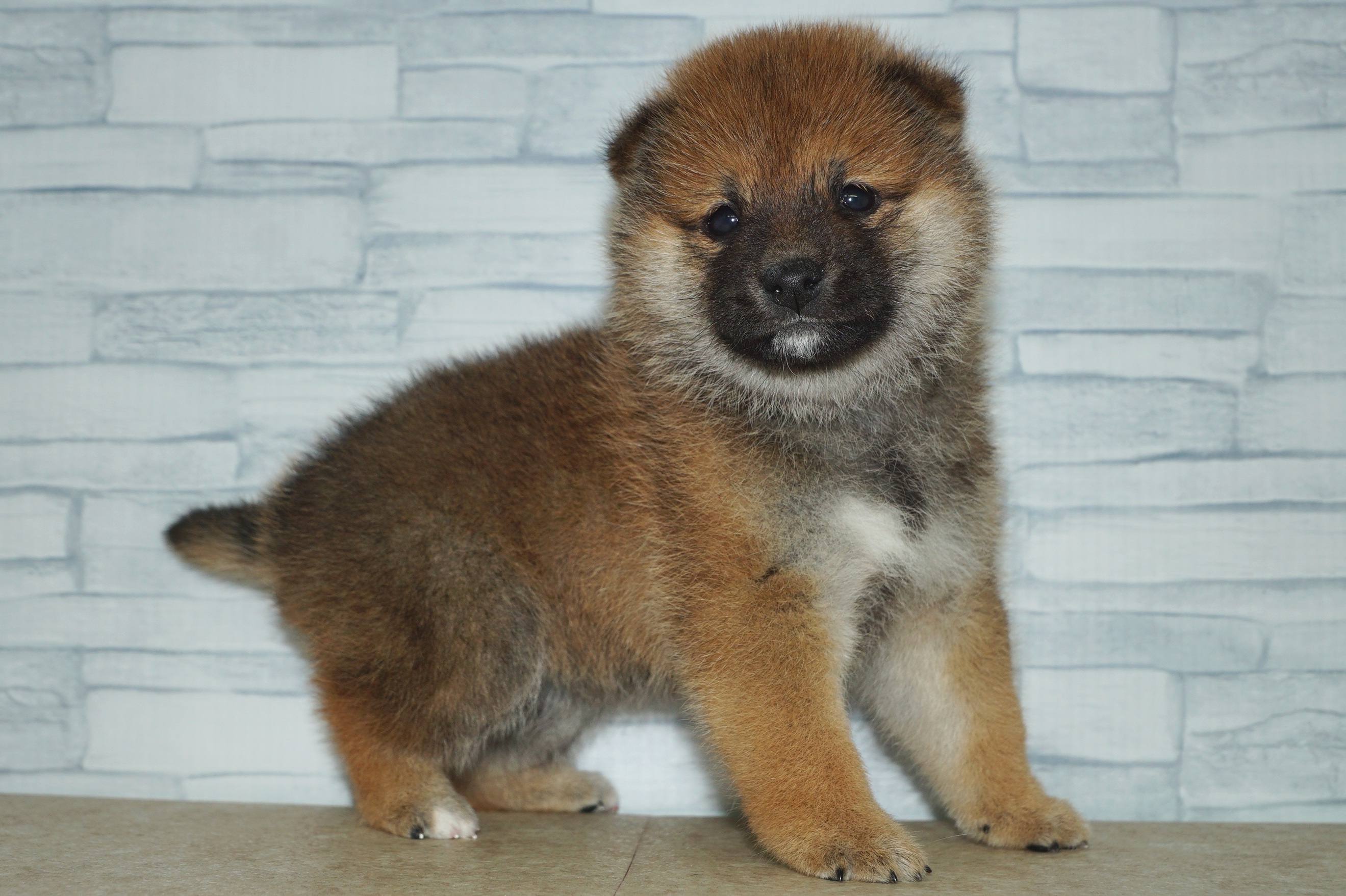 神奈川県の豆柴 (きくちペット湘南平塚店/2025年11月8日生まれ/女の子/赤)の子犬の4枚目の画像