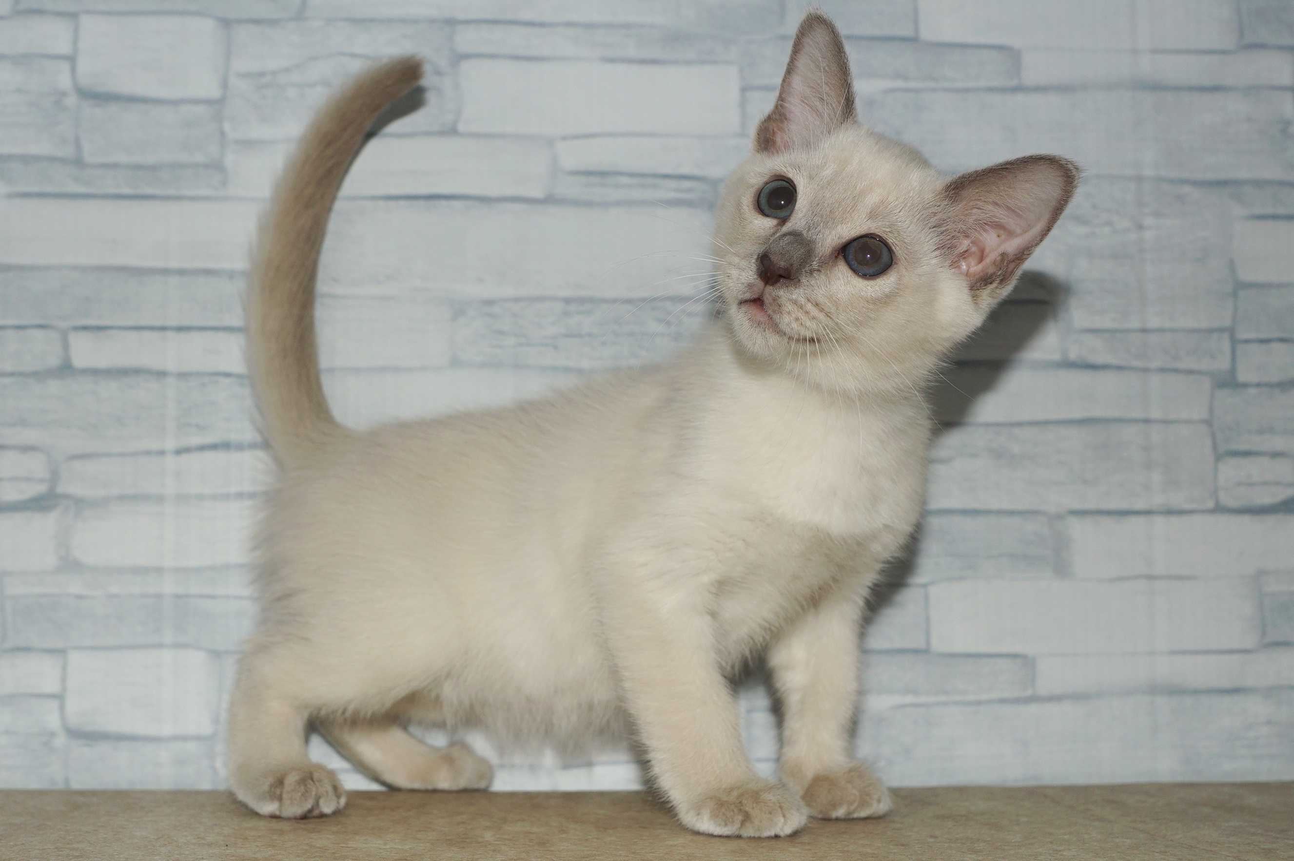 神奈川県のその他の仔ねこ (きくちペット湘南平塚店/2025年11月1日生まれ/女の子/プラチナミンク)の子猫の2枚目の画像