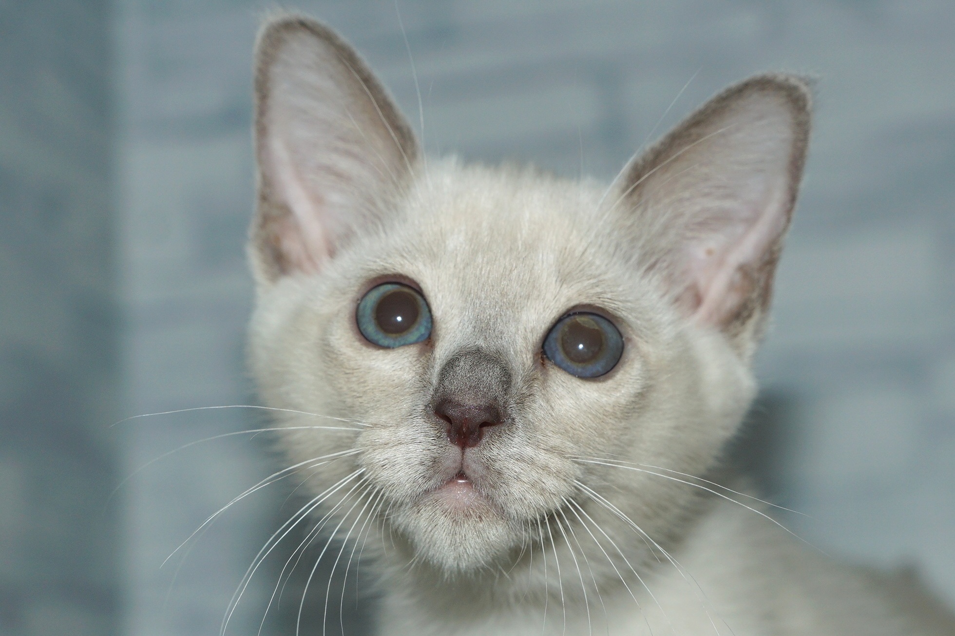 神奈川県のその他の仔ねこ (きくちペット湘南平塚店/2025年11月1日生まれ/女の子/プラチナミンク)の子猫の1枚目の画像