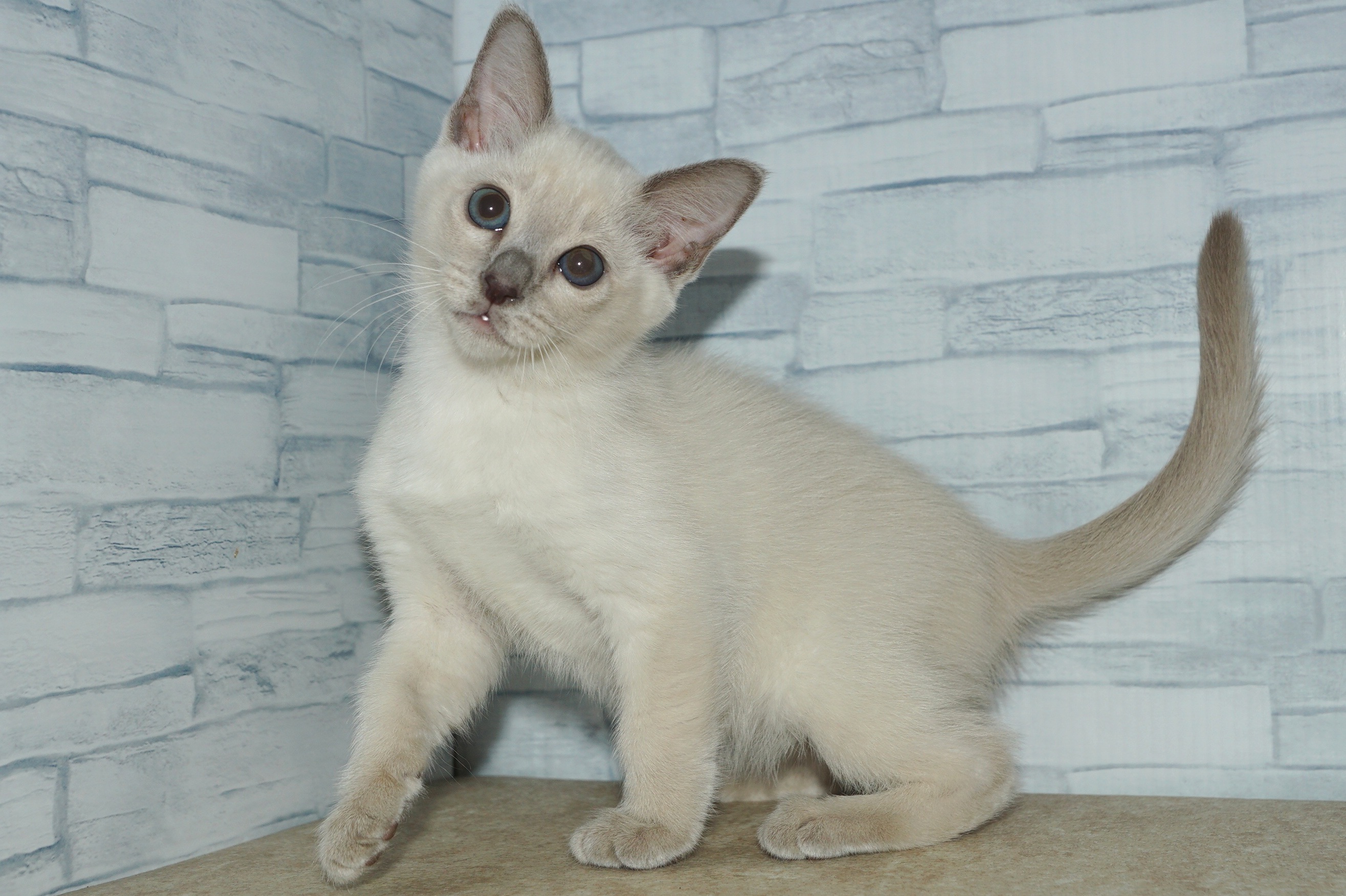 神奈川県のその他の仔ねこ (きくちペット湘南平塚店/2025年11月1日生まれ/女の子/プラチナミンク)の子猫の3枚目の画像