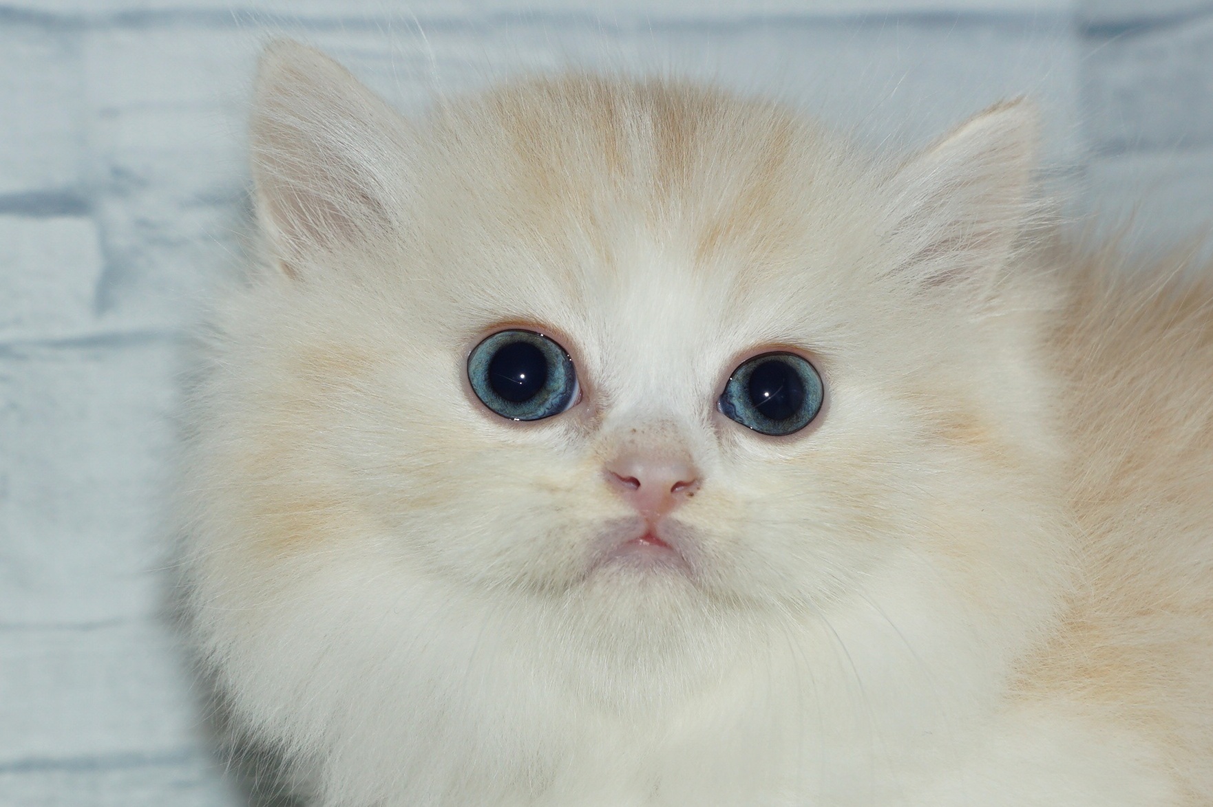 神奈川県のミヌエット (きくちペット湘南平塚店/2025年11月9日生まれ/男の子/クリームタビーホワイト)の子猫の1枚目の画像