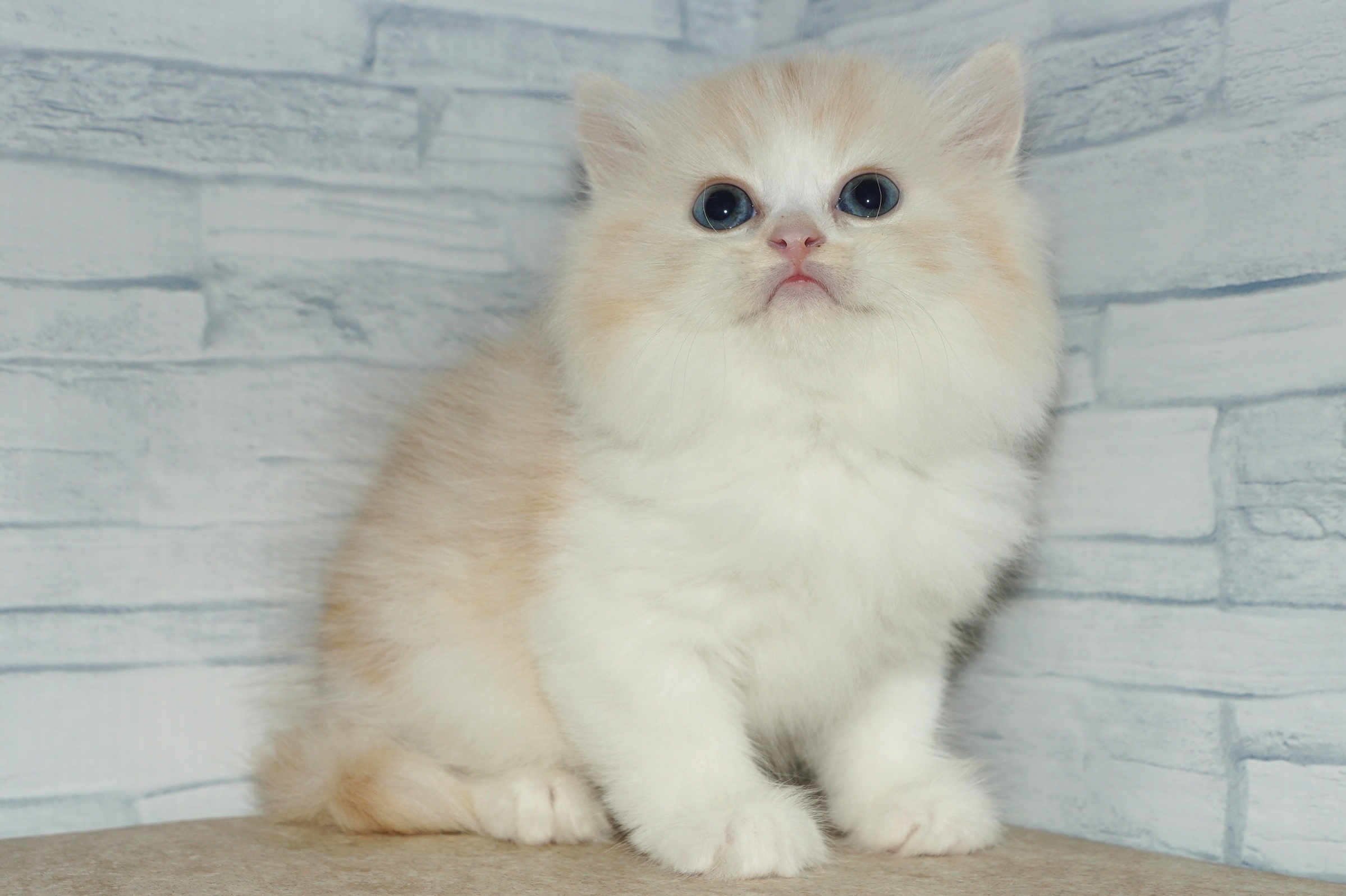 神奈川県のミヌエット (きくちペット湘南平塚店/2025年11月9日生まれ/男の子/クリームタビーホワイト)の子猫の3枚目の画像