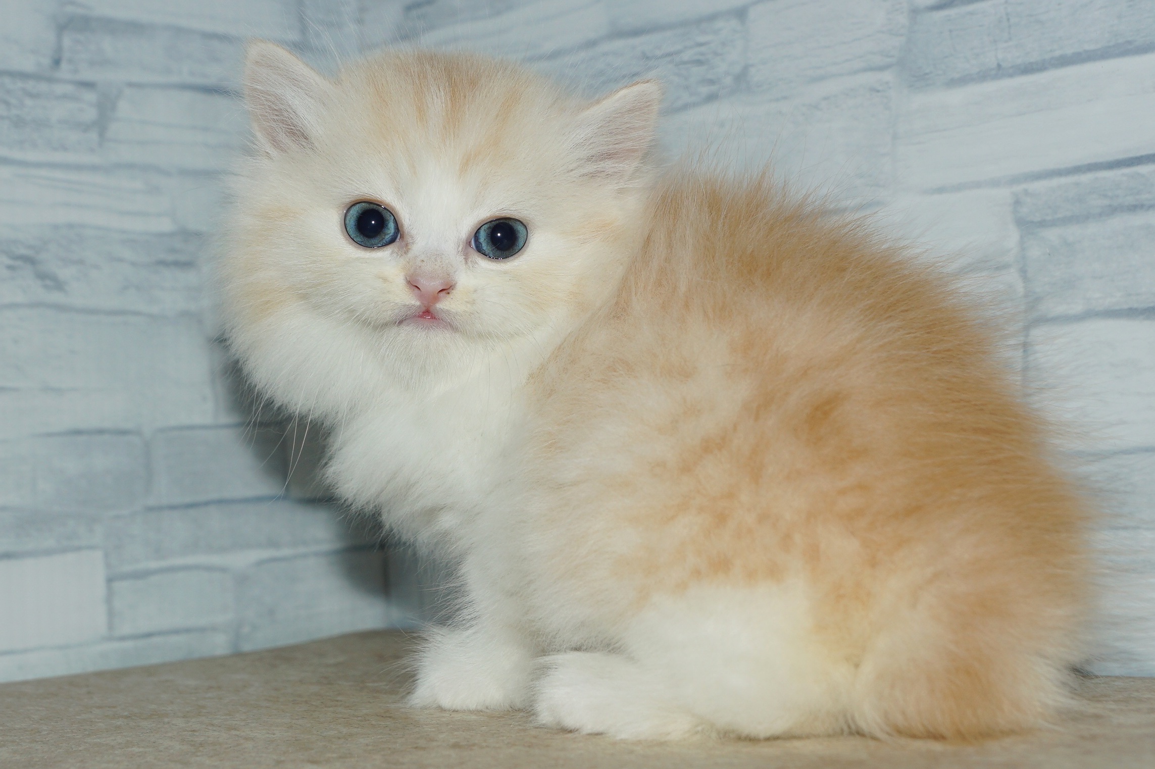 神奈川県のミヌエット (きくちペット湘南平塚店/2025年11月9日生まれ/男の子/クリームタビーホワイト)の子猫の4枚目の画像