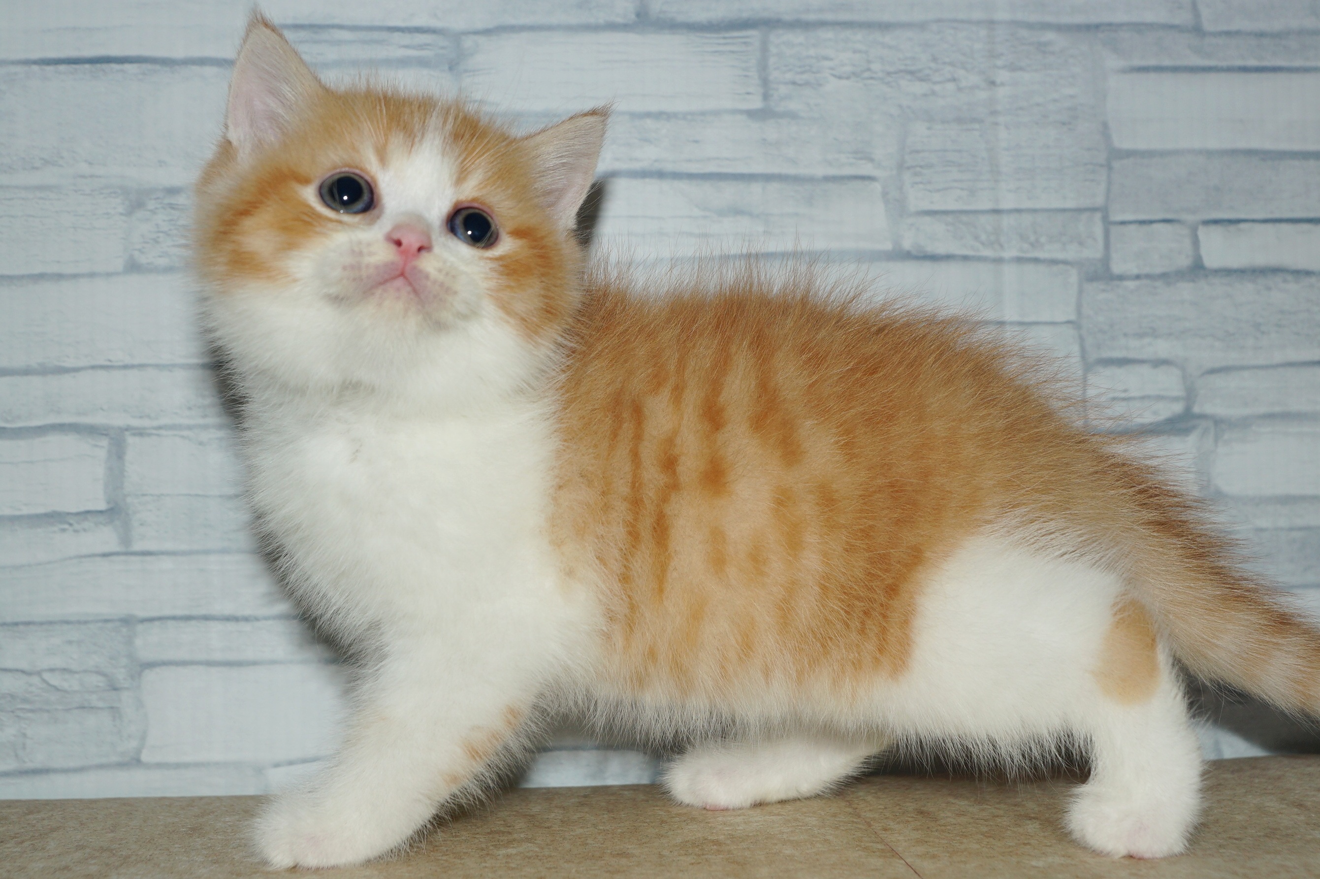 神奈川県のマンチカン (きくちペット湘南平塚店/2025年11月8日生まれ/男の子/レッドタビーホワイト)の子猫の2枚目の画像